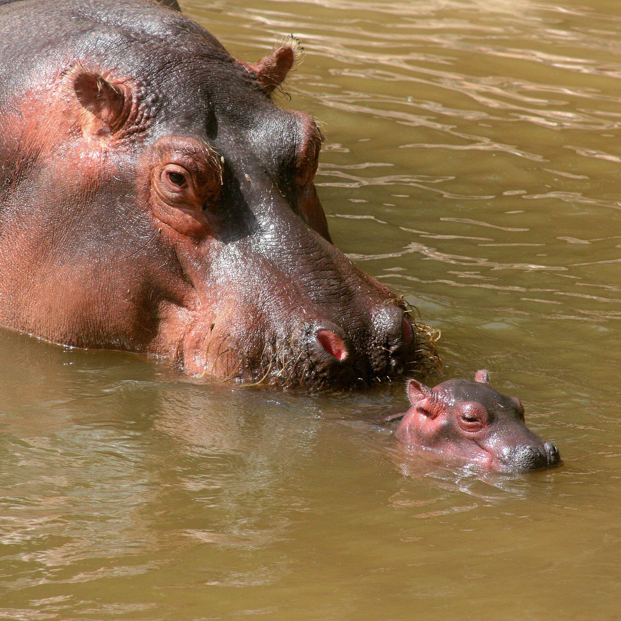 Beispielinhalt (Bild) African Wildlife 2027