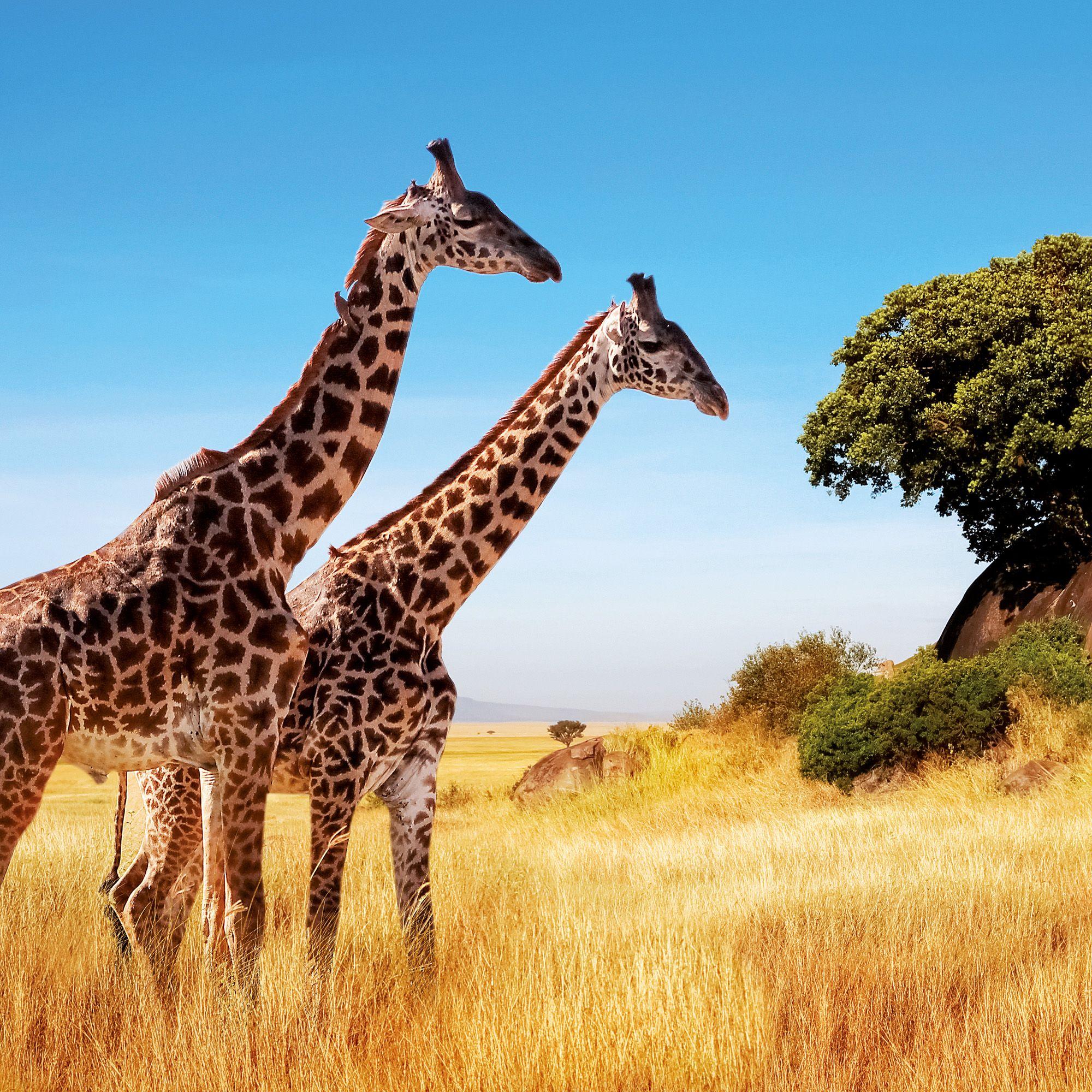 Beispielinhalt (Bild) African Wildlife 2027