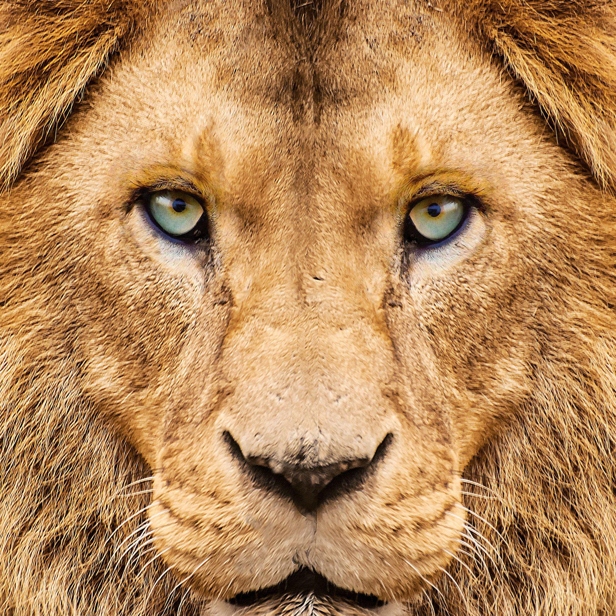 Beispielinhalt (Bild) African Wildlife 2027