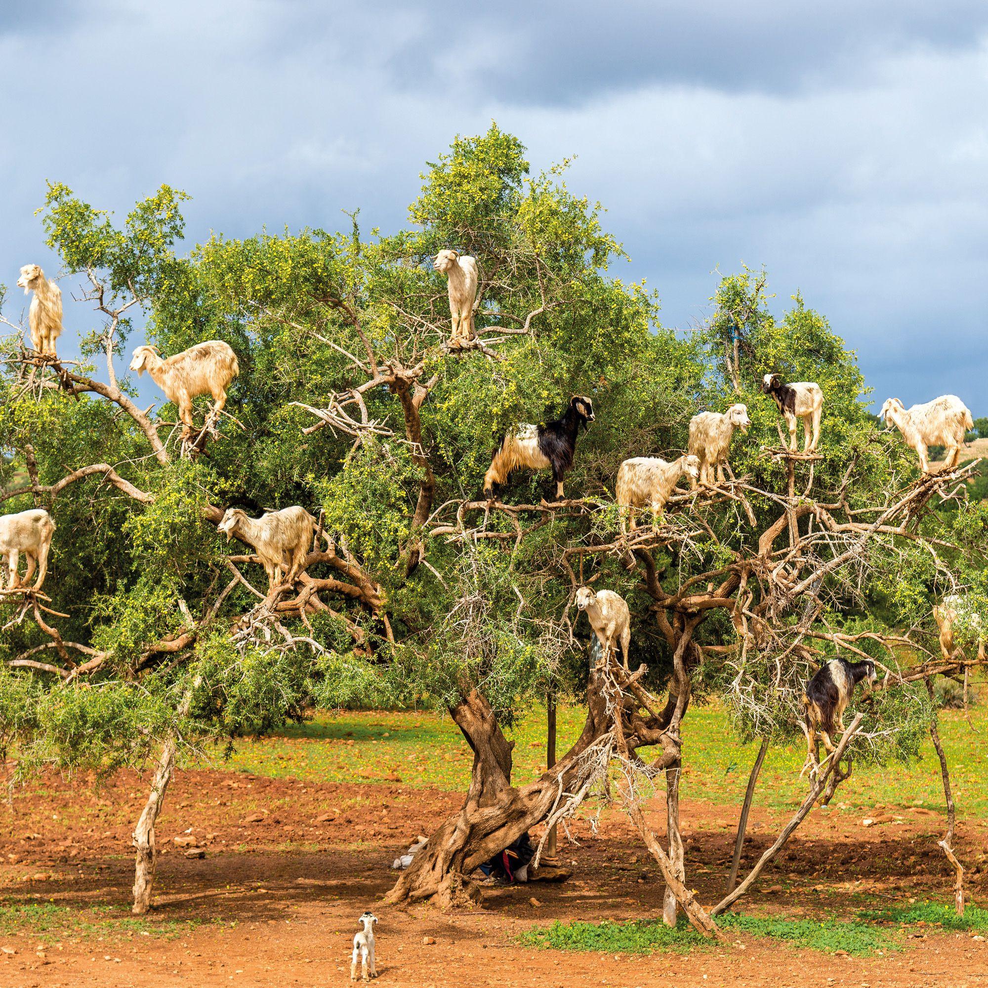 Beispielinhalt (Bild) African Wildlife 2027