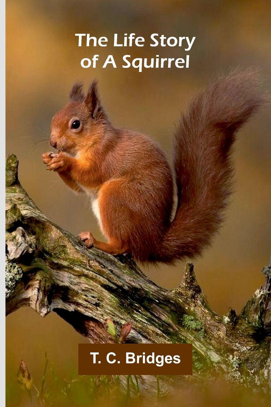 Vorderes Coverbild The life story of a squirrel