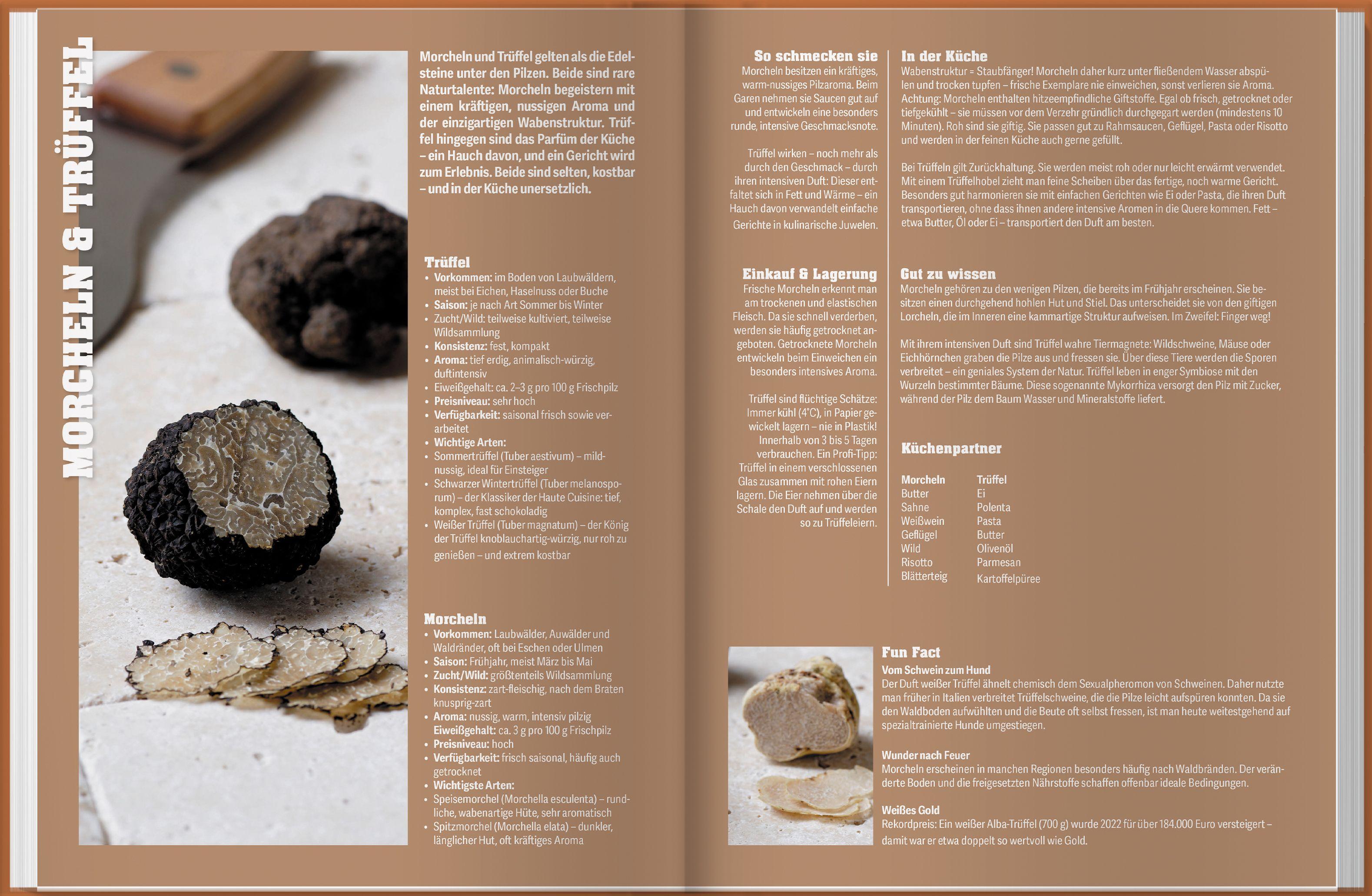 Beispielinhalt (Bild) Pilzküche