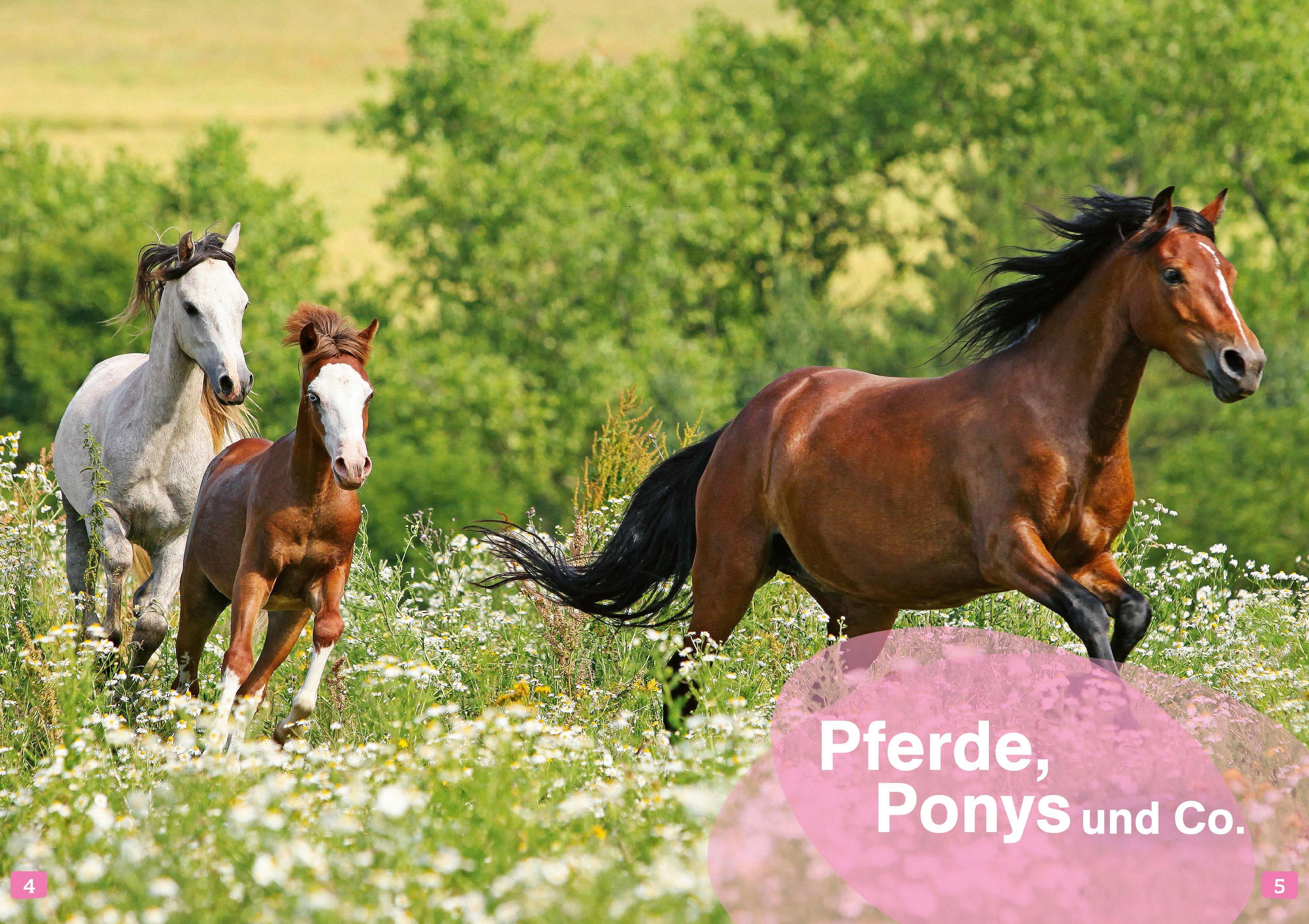 Beispielinhalt (Bild) WAS IST WAS Erstes Lesen. Pferde und Ponys