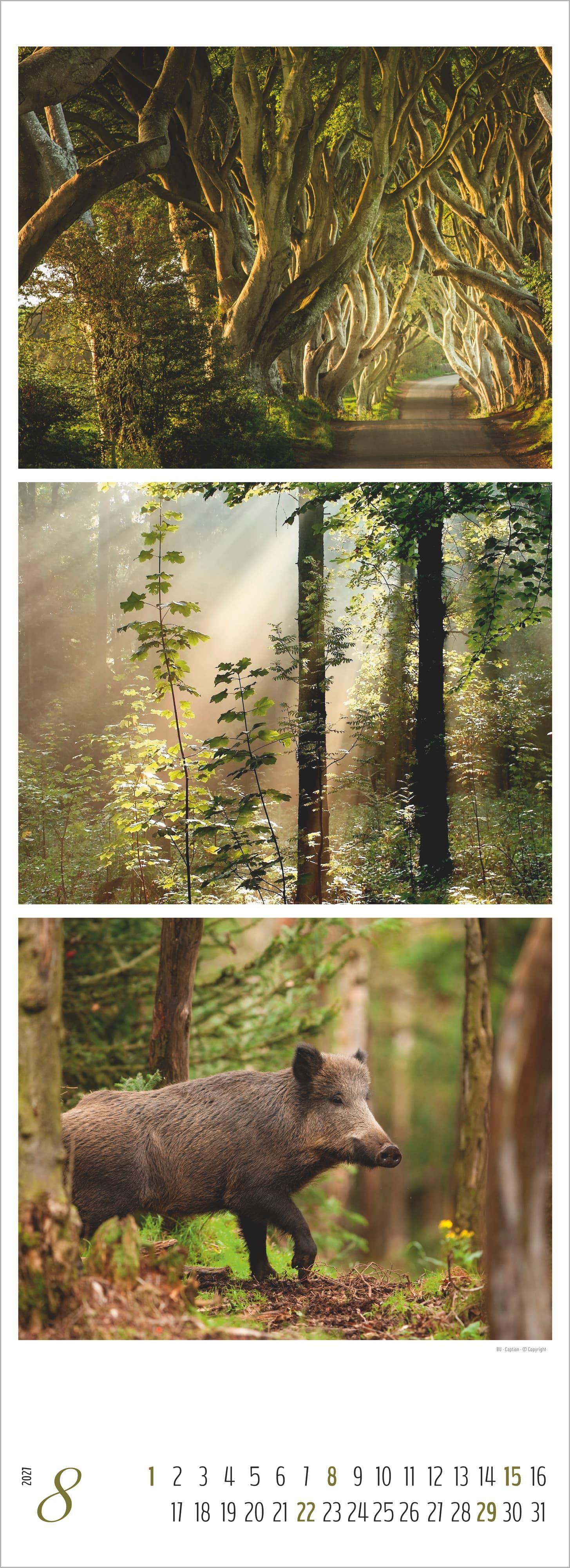 Beispielinhalt (Bild) Waldleben - Triplets 2027