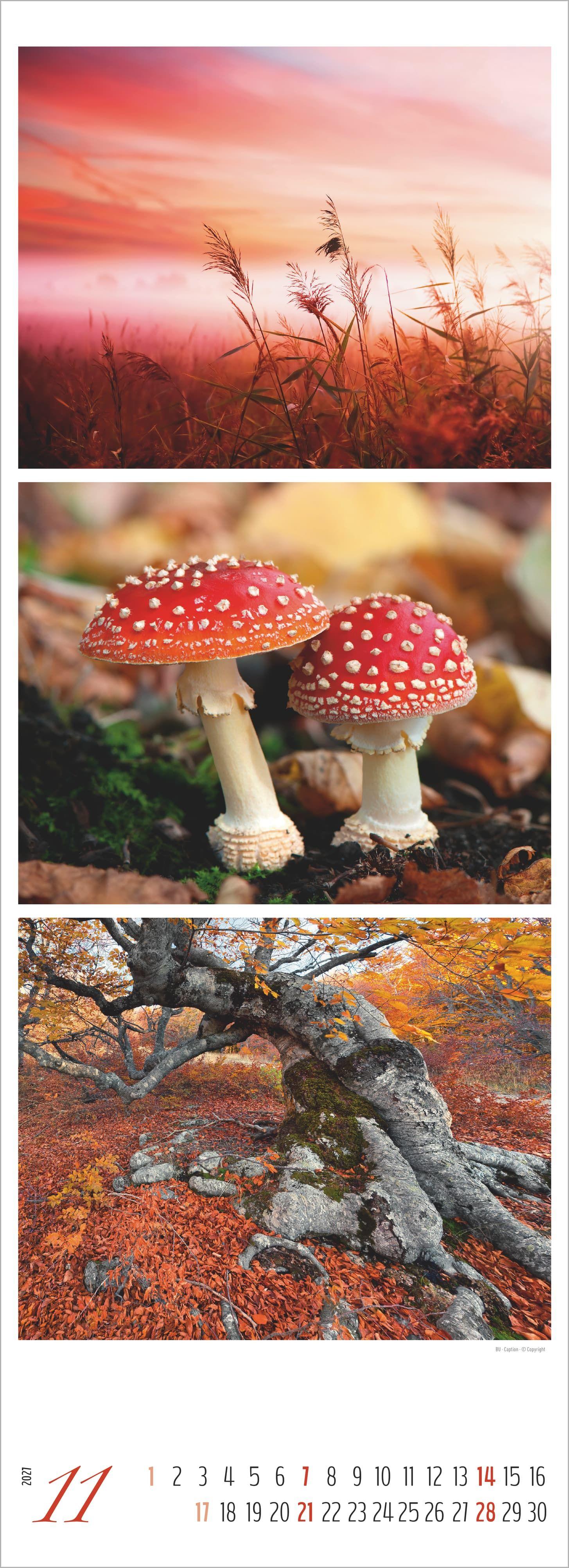 Beispielinhalt (Bild) Waldleben - Triplets 2027