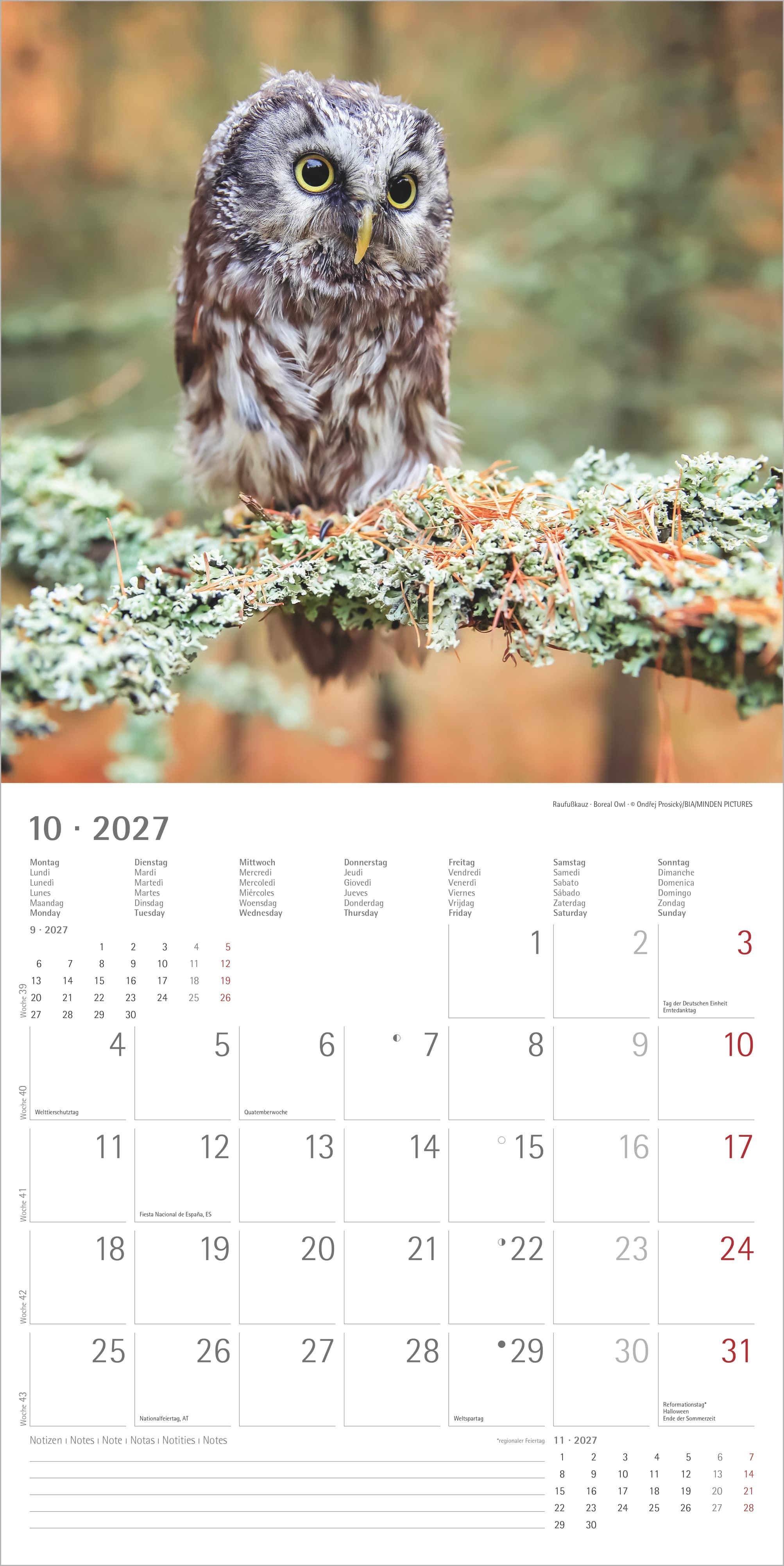 Beispielinhalt (Bild) Eulen 2027