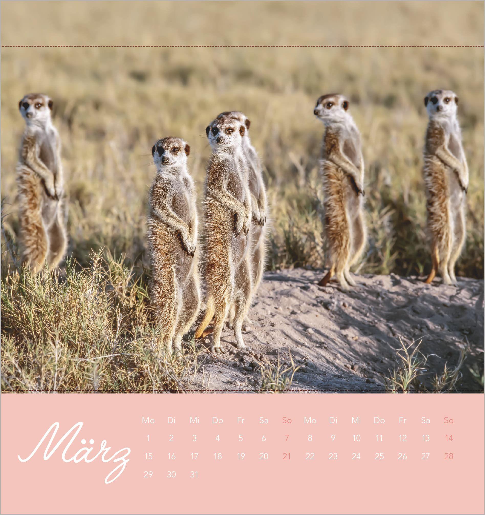 Beispielinhalt (Bild) Freche Erdmännchen 2027