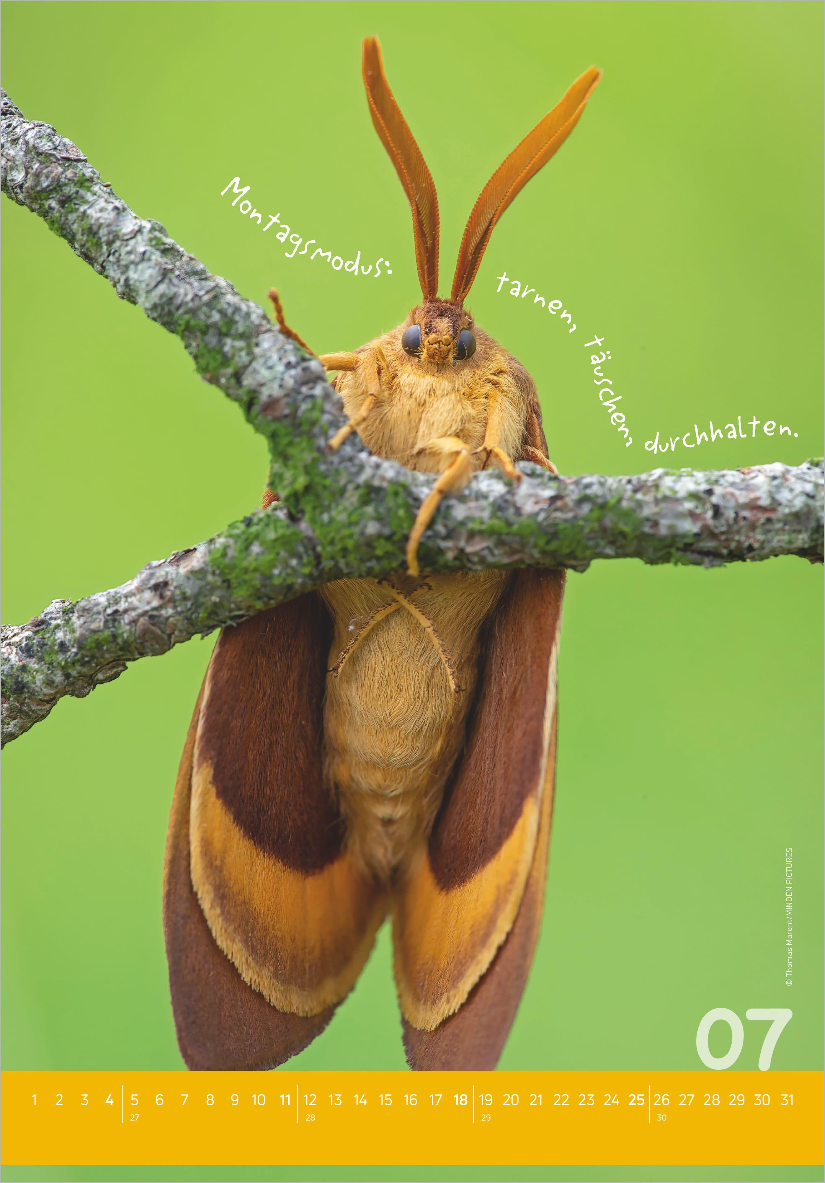 Beispielinhalt (Bild) Tierisch cool! 2027