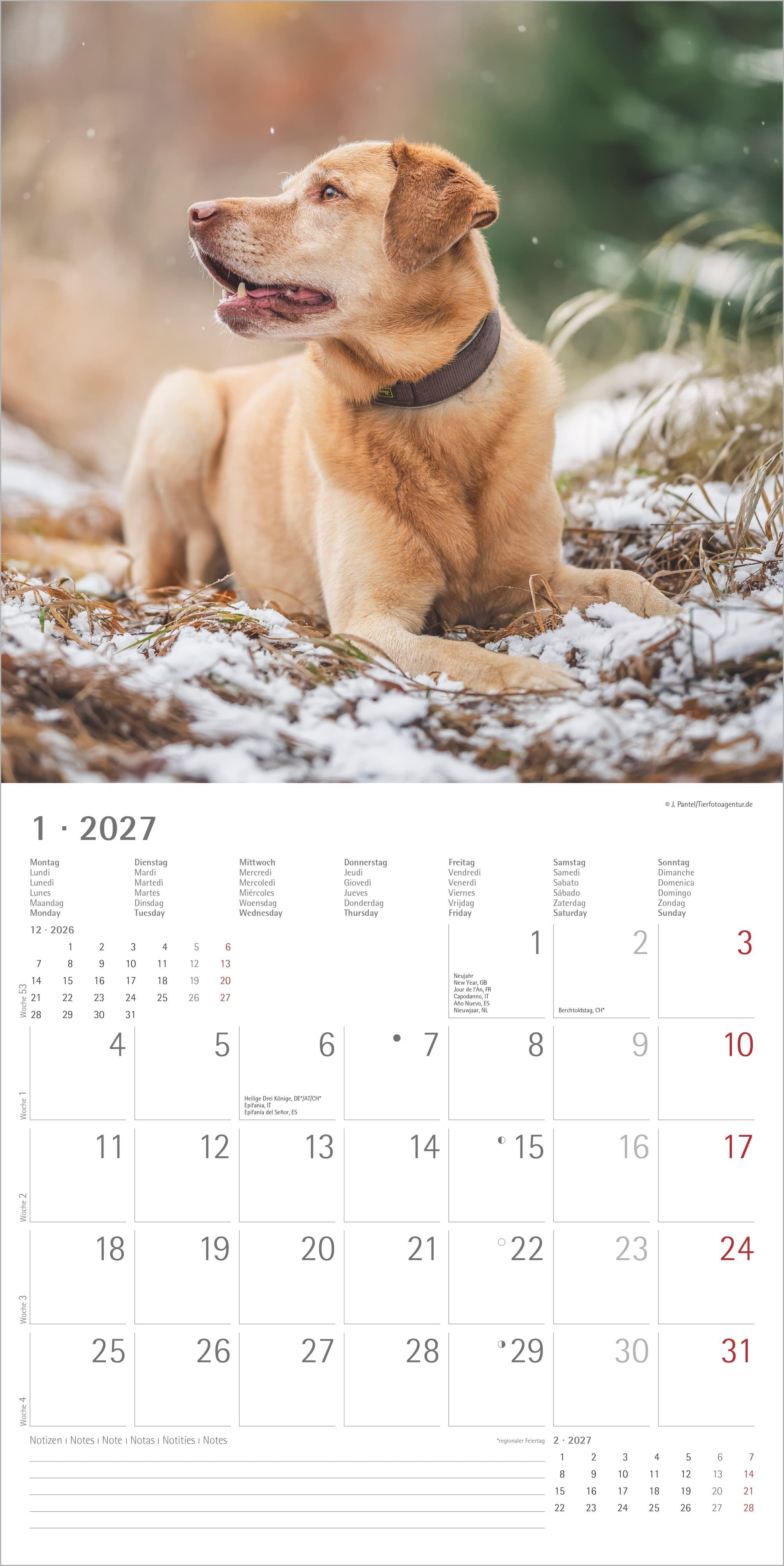 Beispielinhalt (Bild) Labrador Retriever 2027