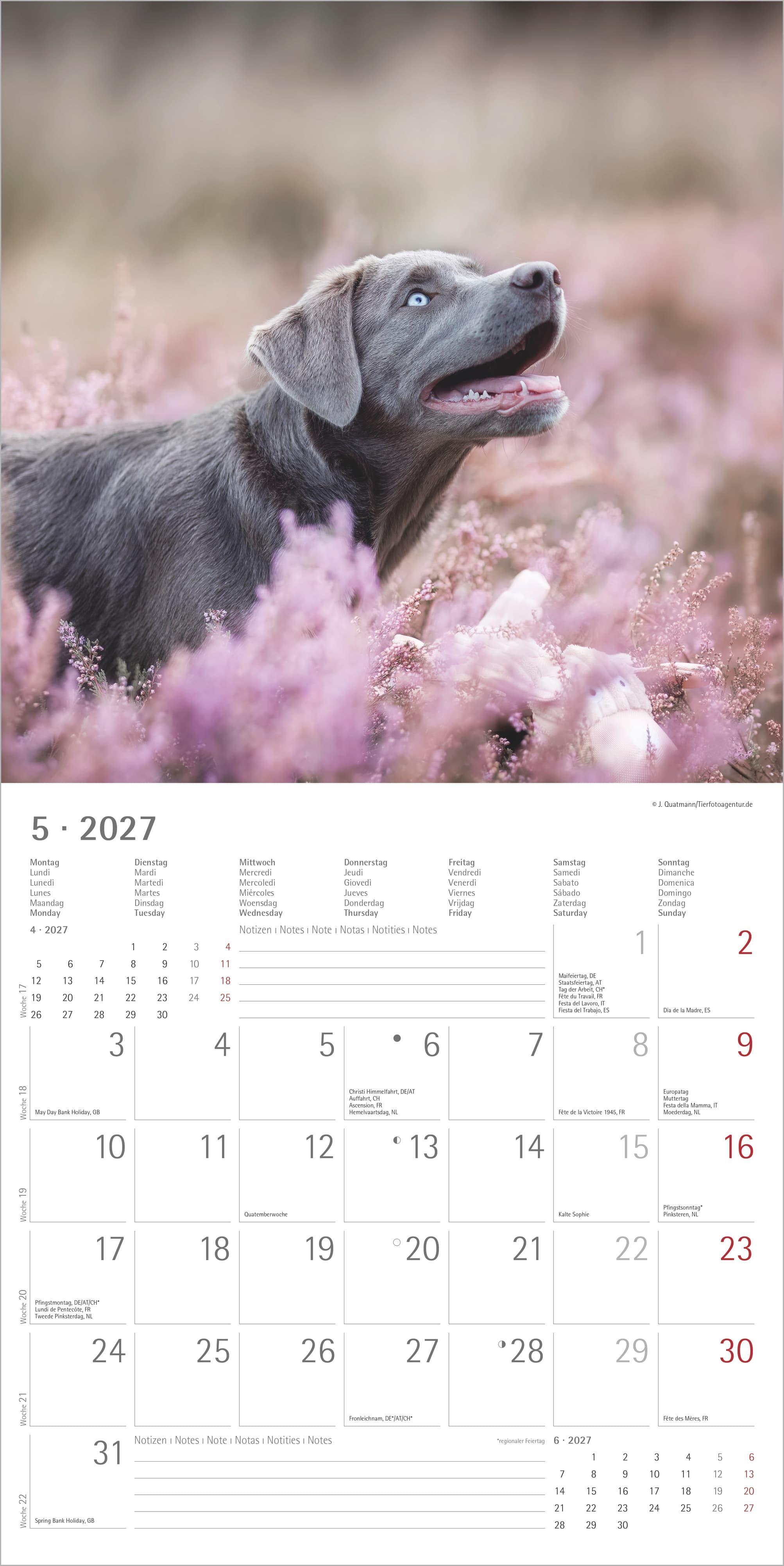 Beispielinhalt (Bild) Labrador Retriever 2027