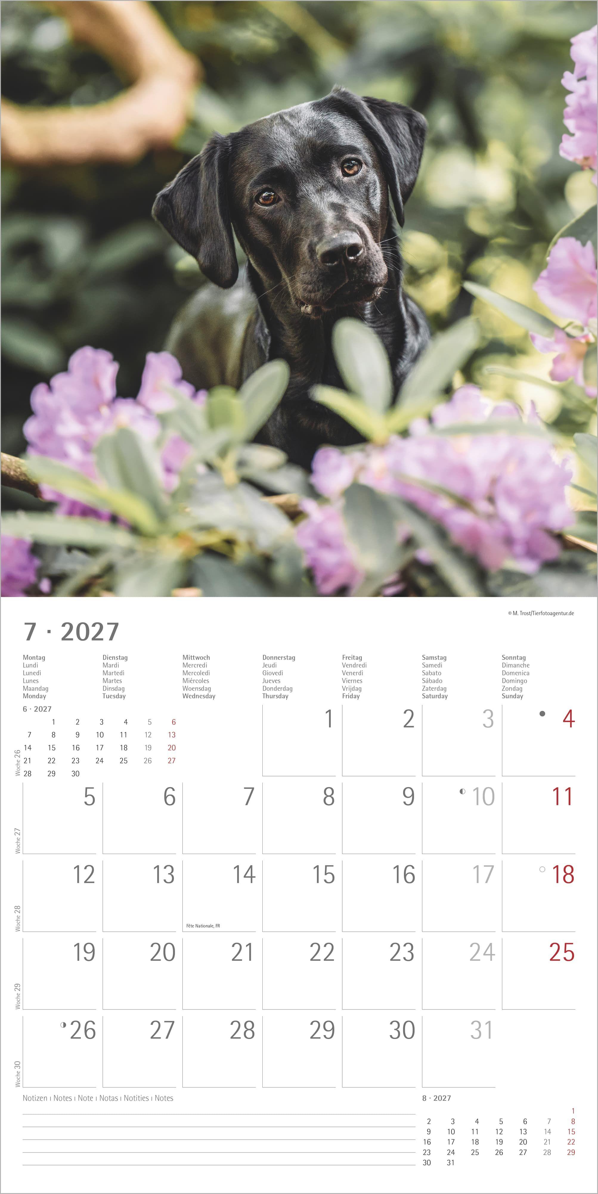 Beispielinhalt (Bild) Labrador Retriever 2027