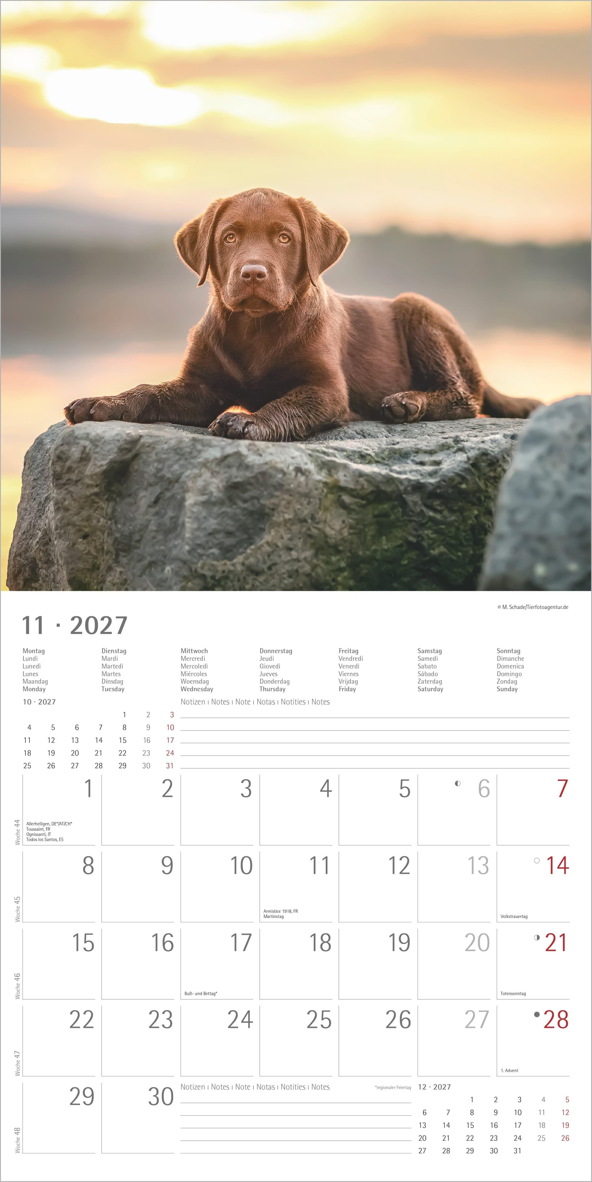 Beispielinhalt (Bild) Labrador Retriever 2027