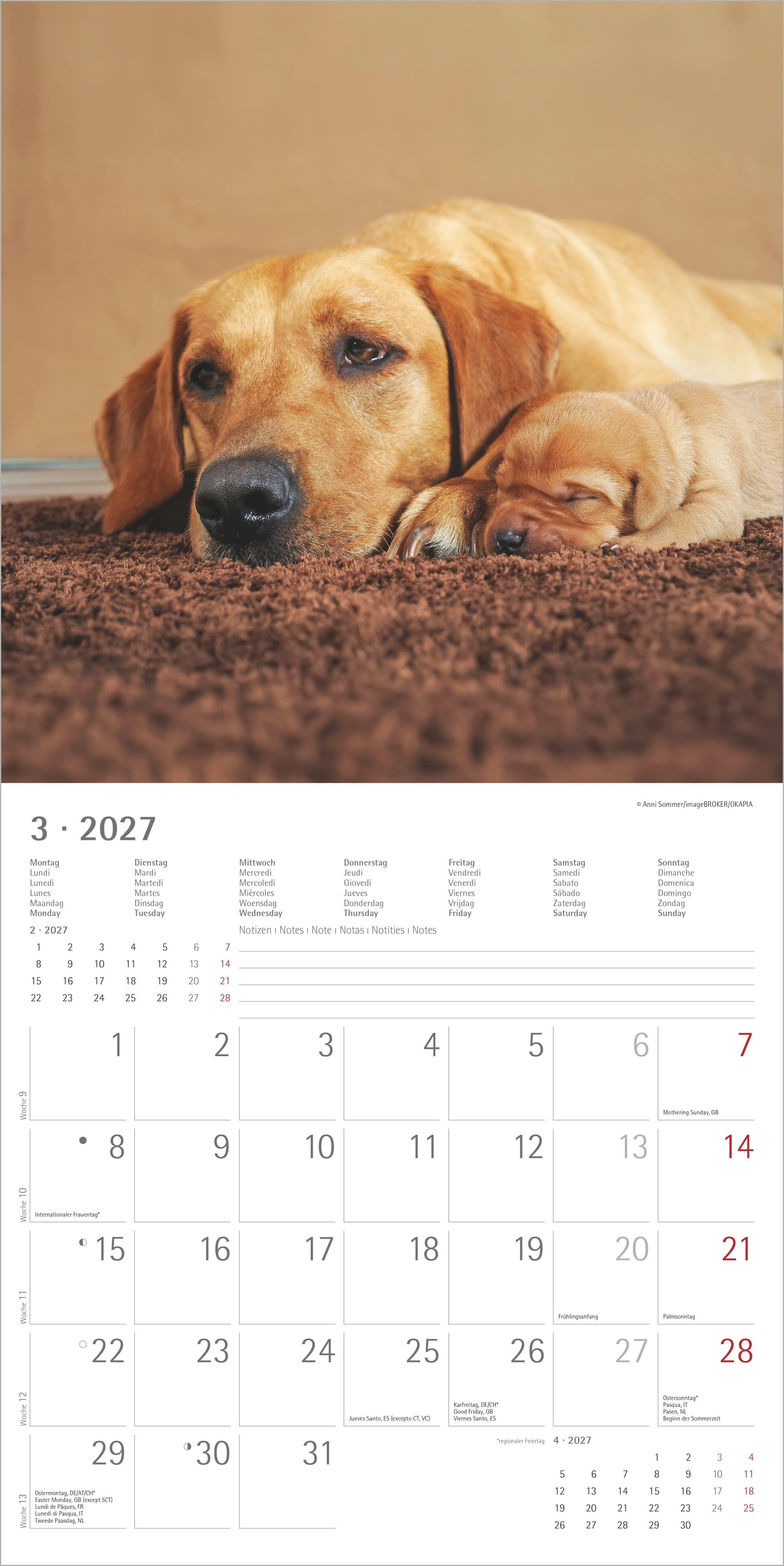 Beispielinhalt (Bild) Labrador Retriever 2027