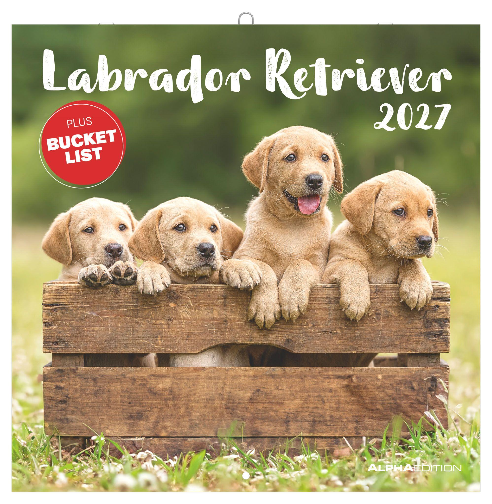 Vorderes Coverbild Labrador Retriever 2027