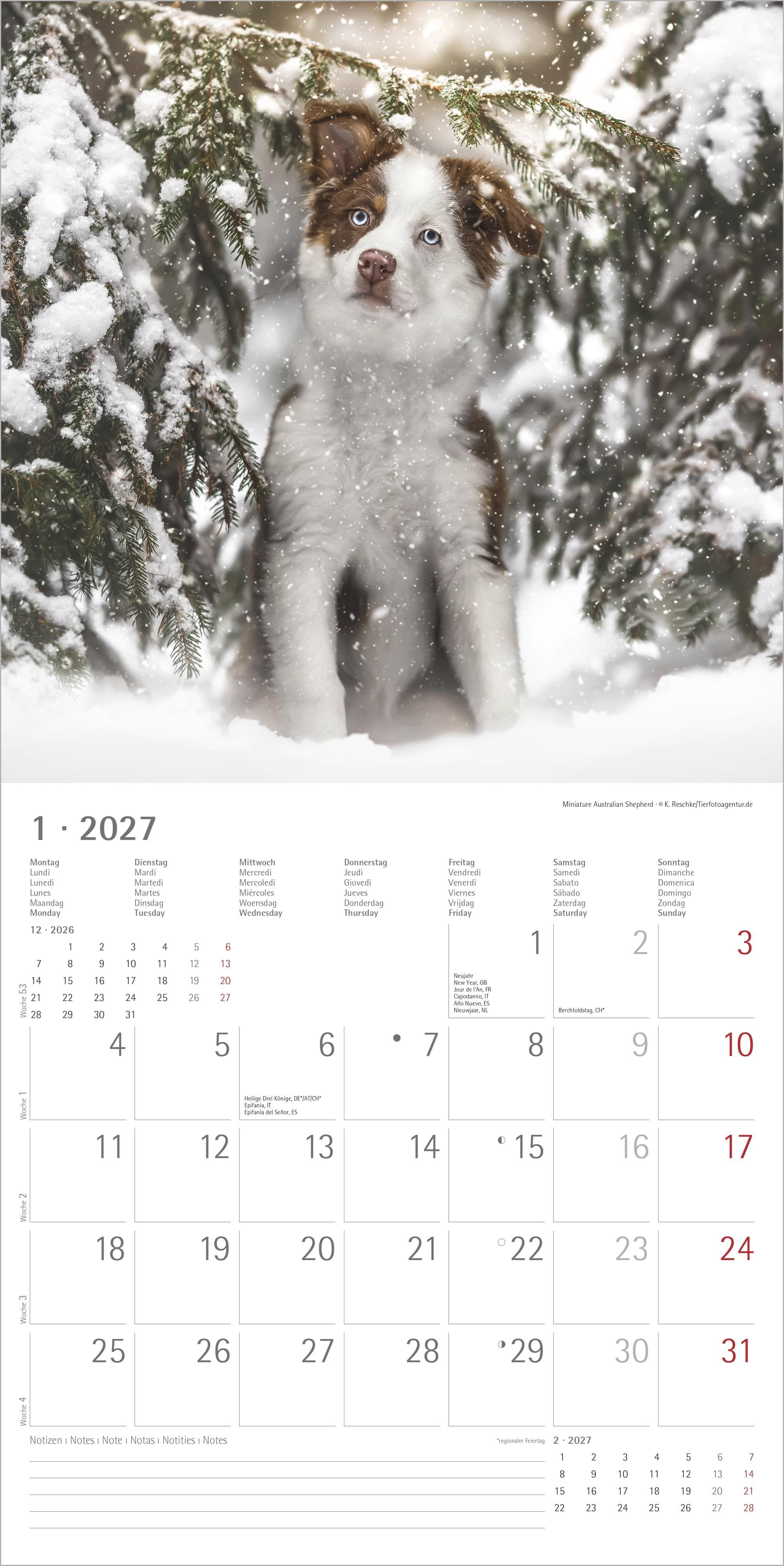 Beispielinhalt (Bild) Welpen 2027