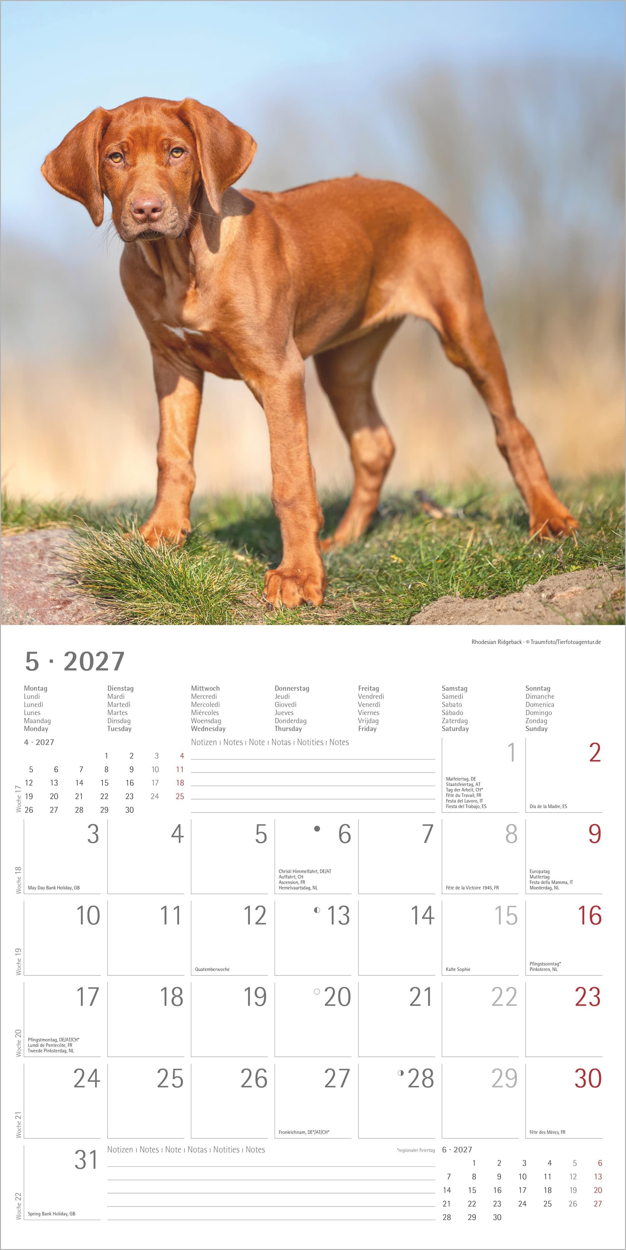 Beispielinhalt (Bild) Welpen 2027