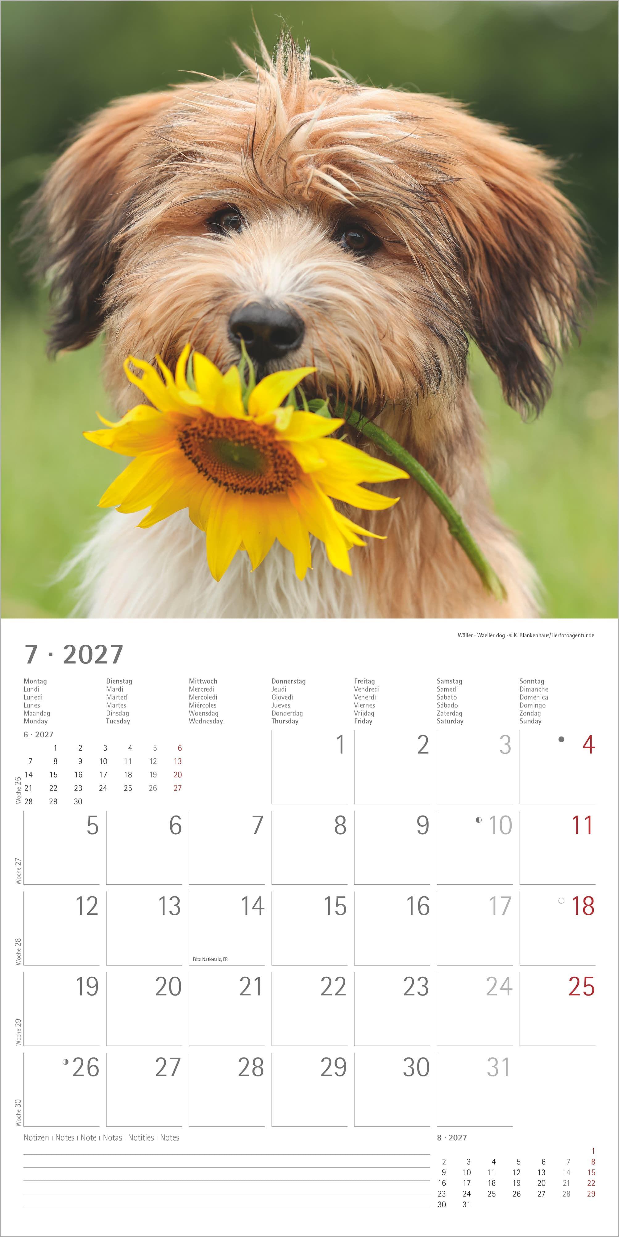 Beispielinhalt (Bild) Welpen 2027