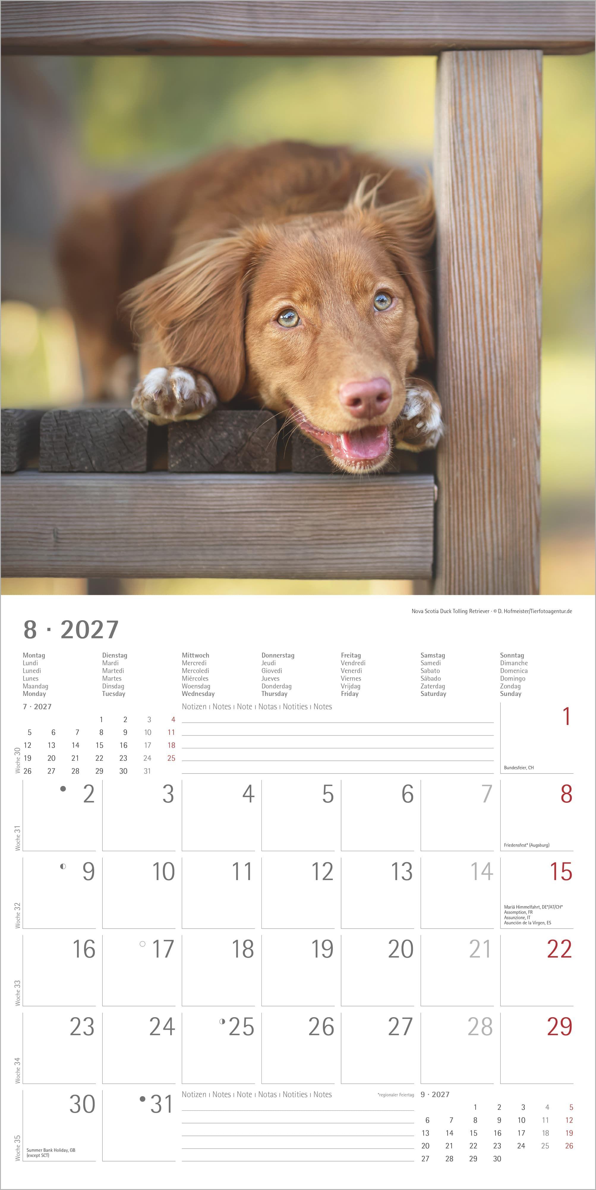 Beispielinhalt (Bild) Welpen 2027