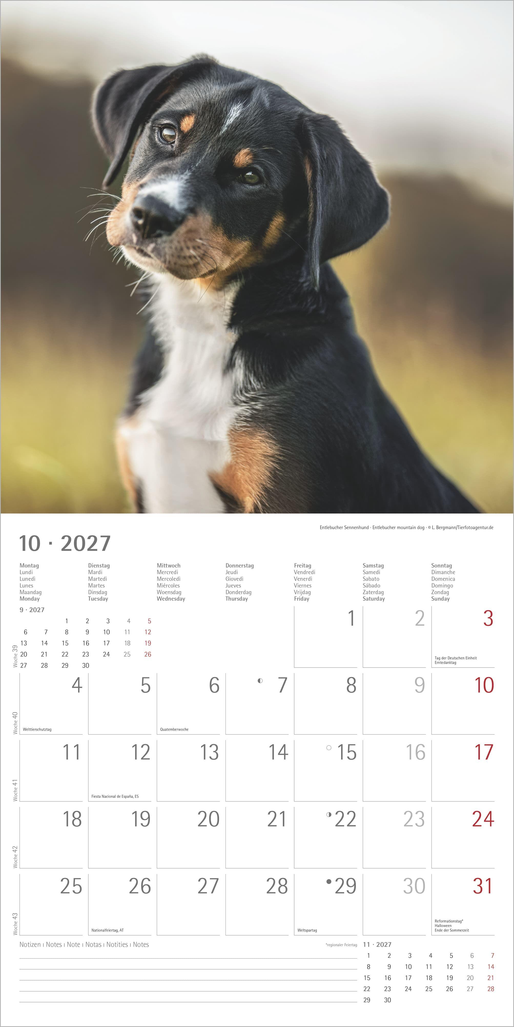 Beispielinhalt (Bild) Welpen 2027