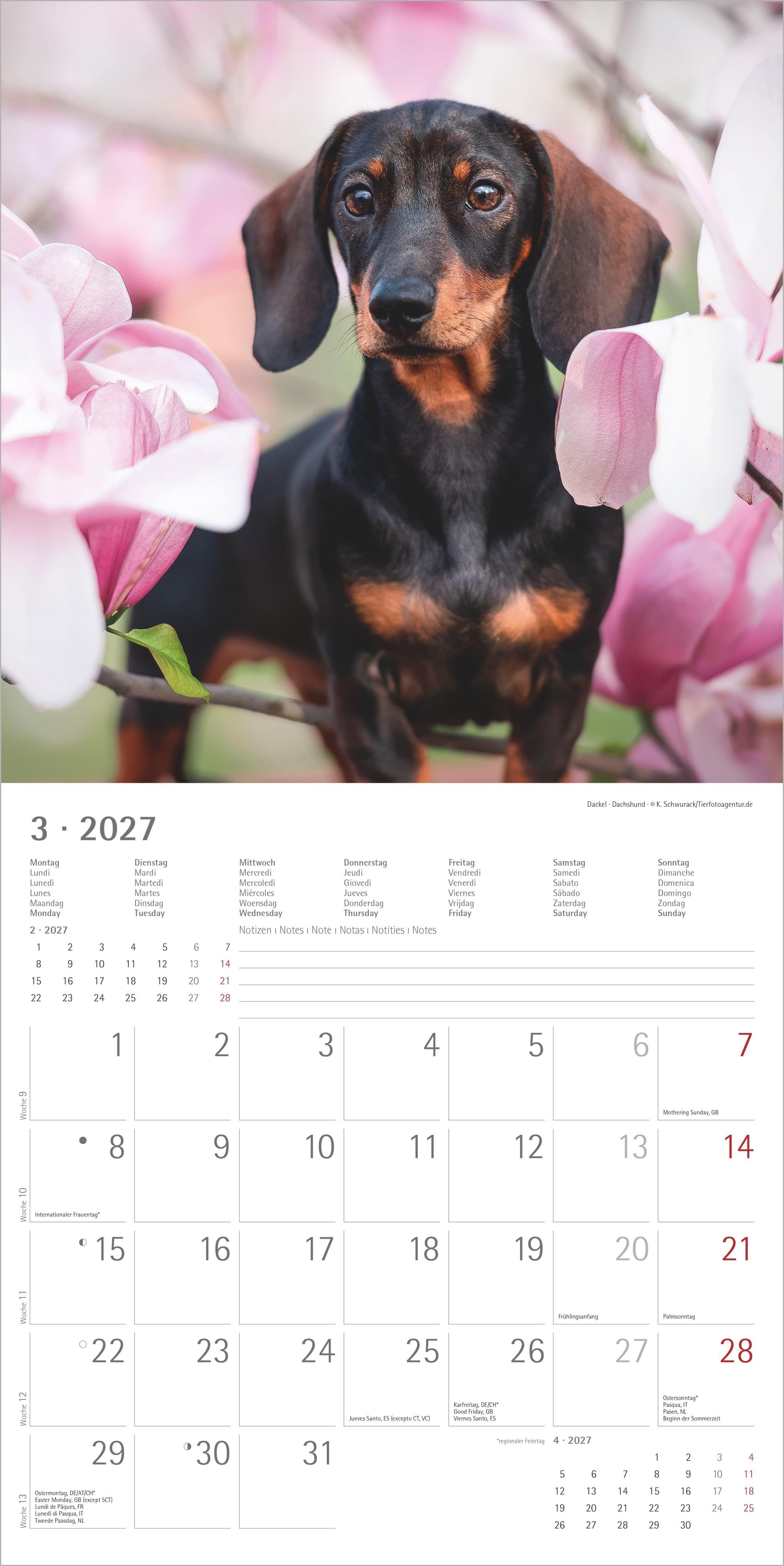 Beispielinhalt (Bild) Welpen 2027