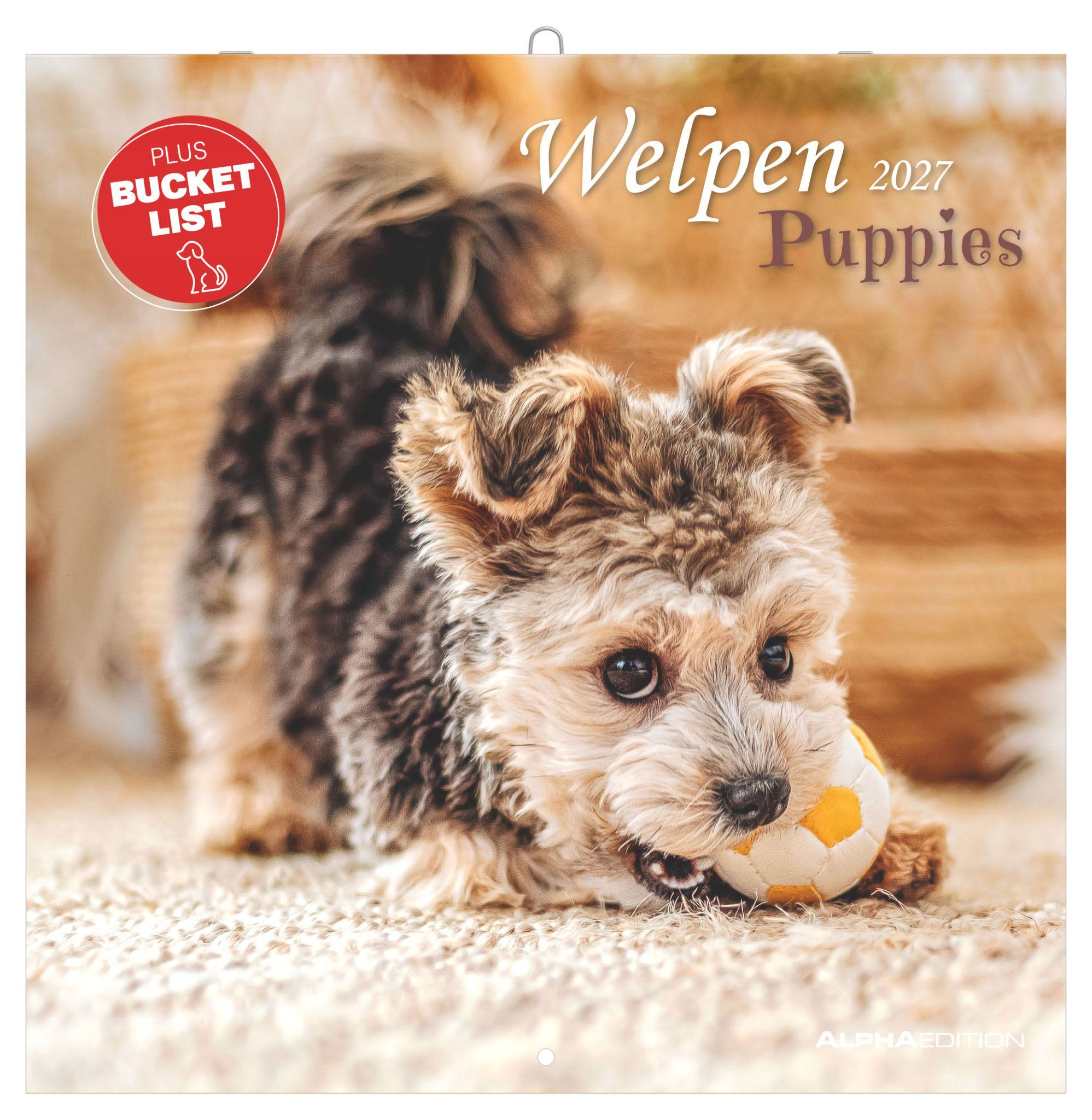 Vorderes Coverbild Welpen 2027