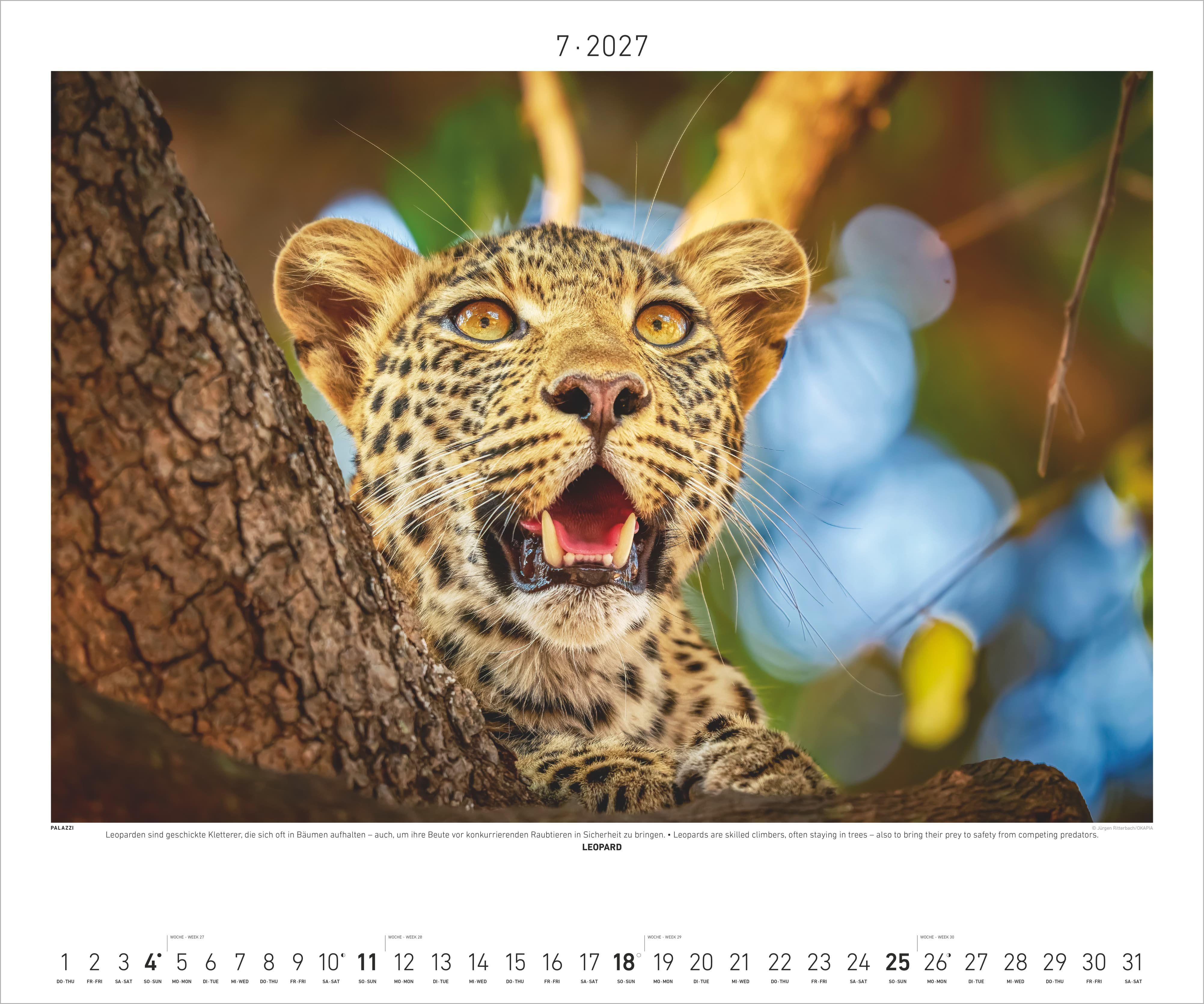 Beispielinhalt (Bild) Hautnah - Afrikas Wildnis 2027