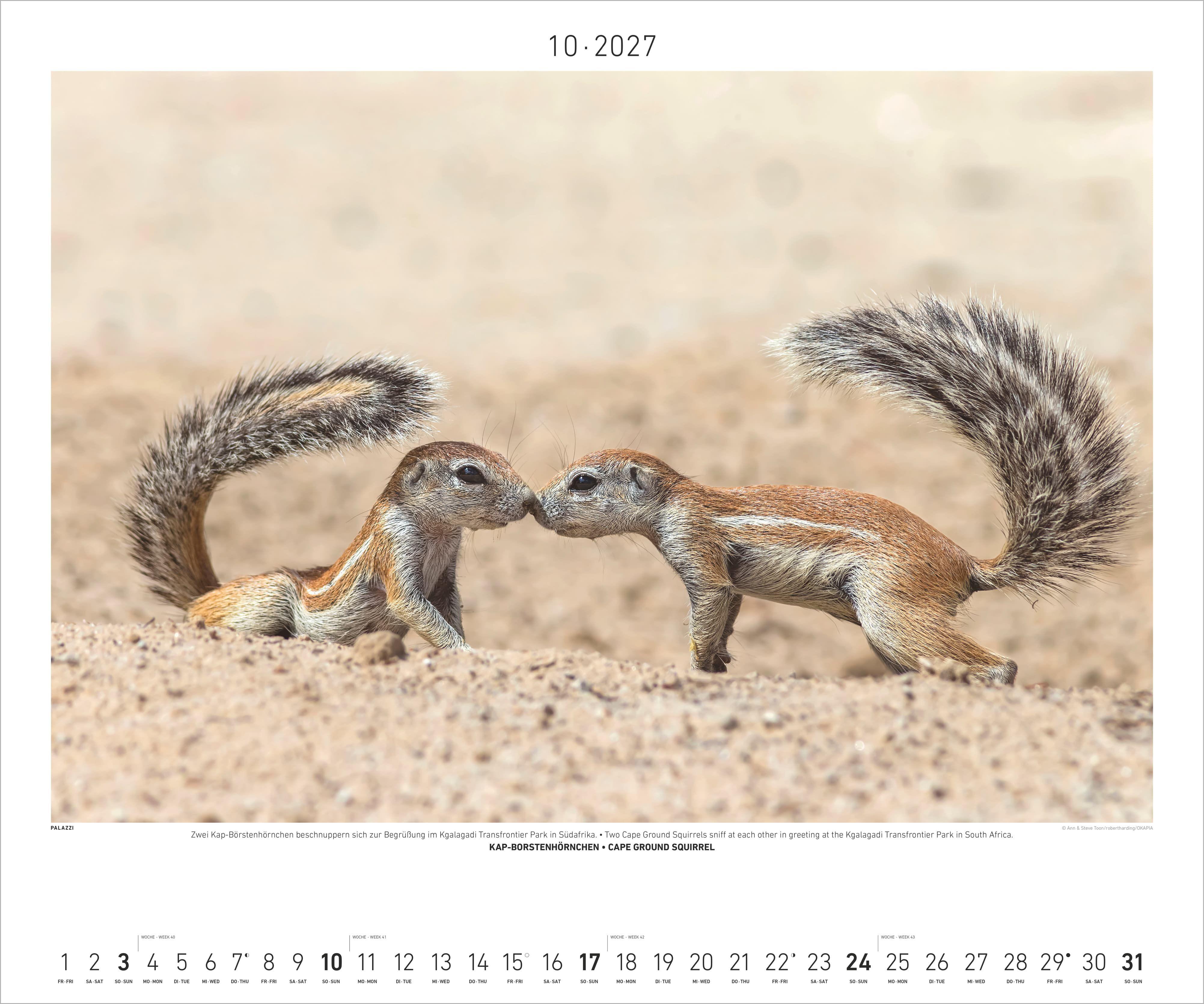 Beispielinhalt (Bild) Hautnah - Afrikas Wildnis 2027