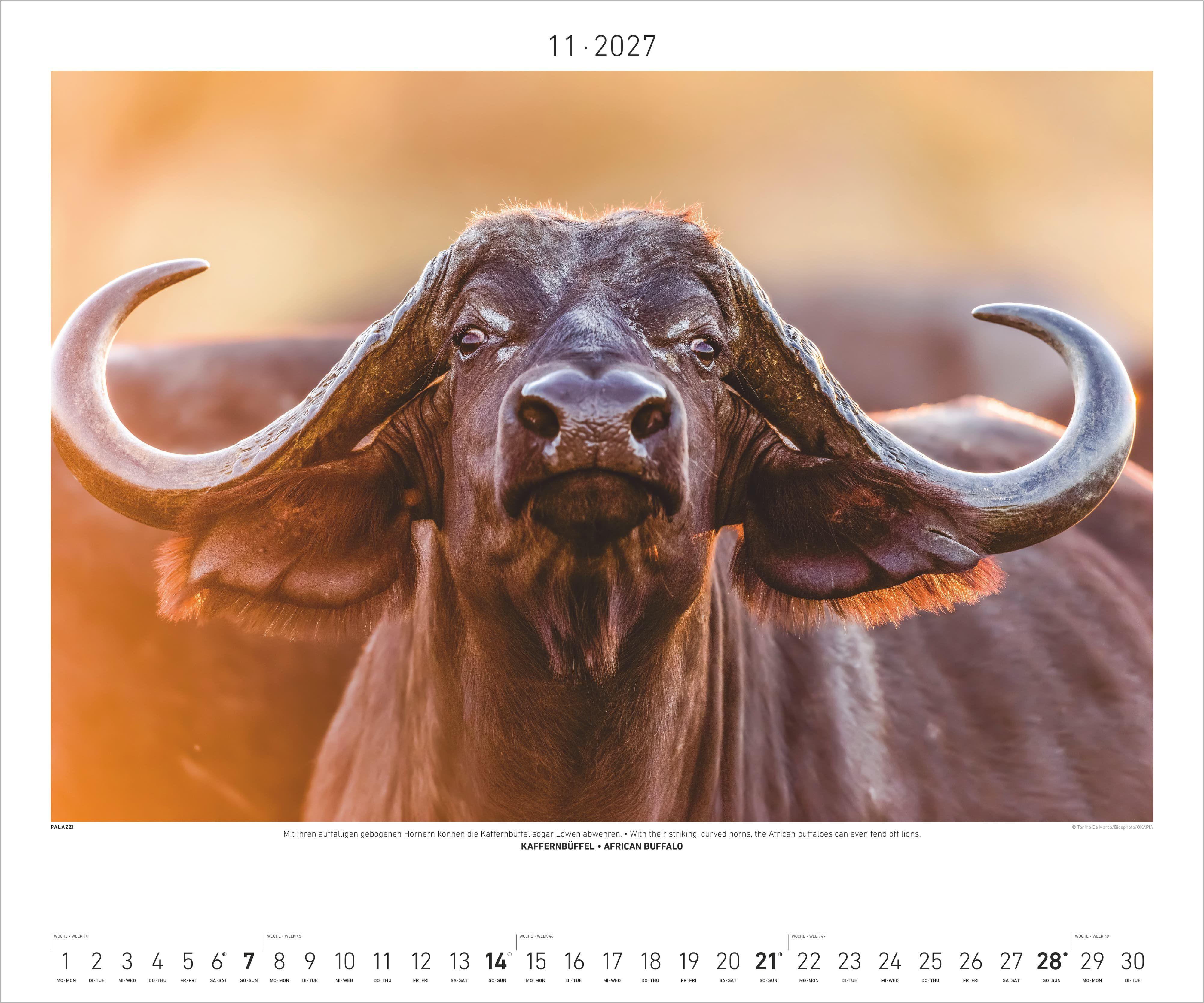 Beispielinhalt (Bild) Hautnah - Afrikas Wildnis 2027