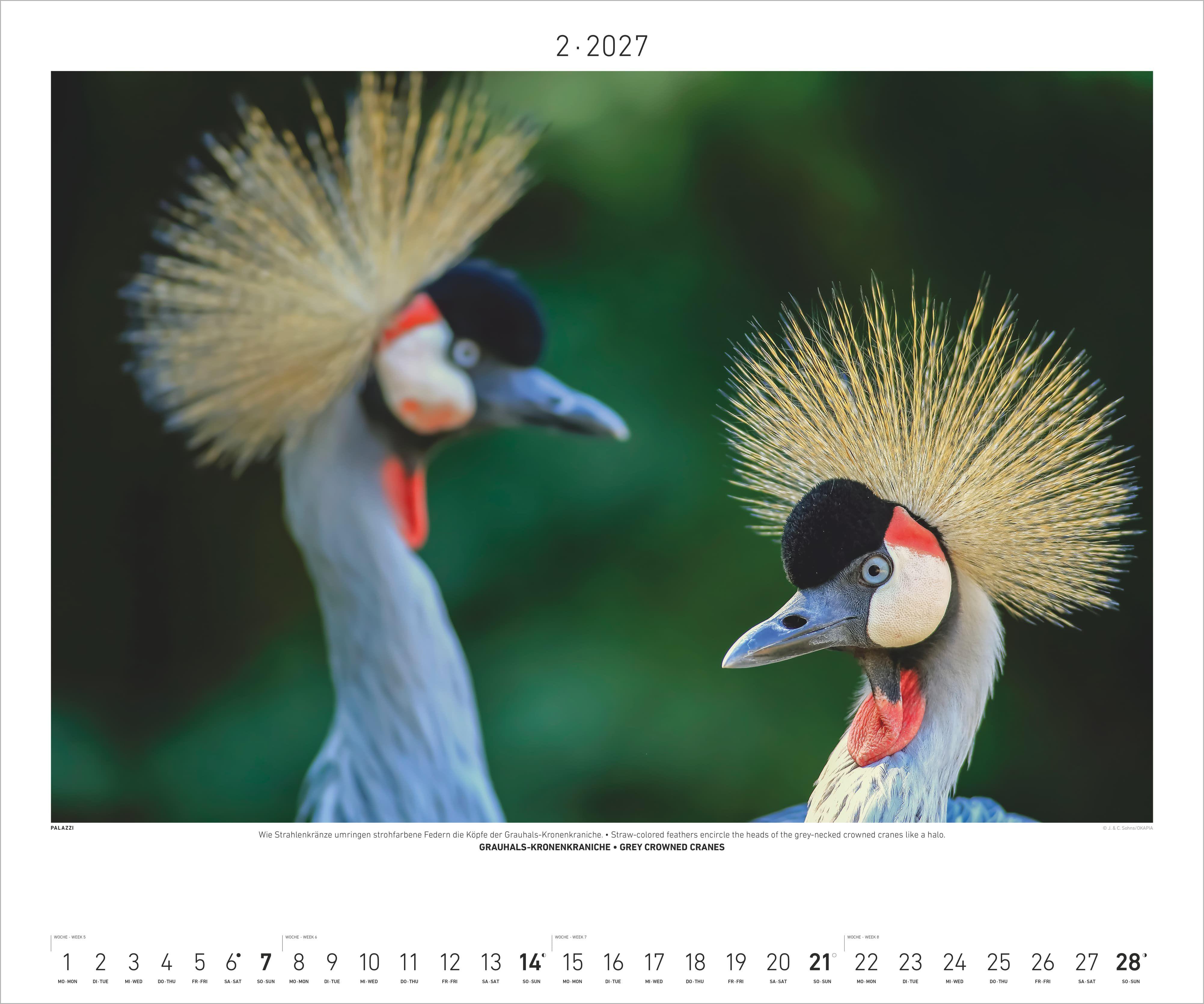 Beispielinhalt (Bild) Hautnah - Afrikas Wildnis 2027