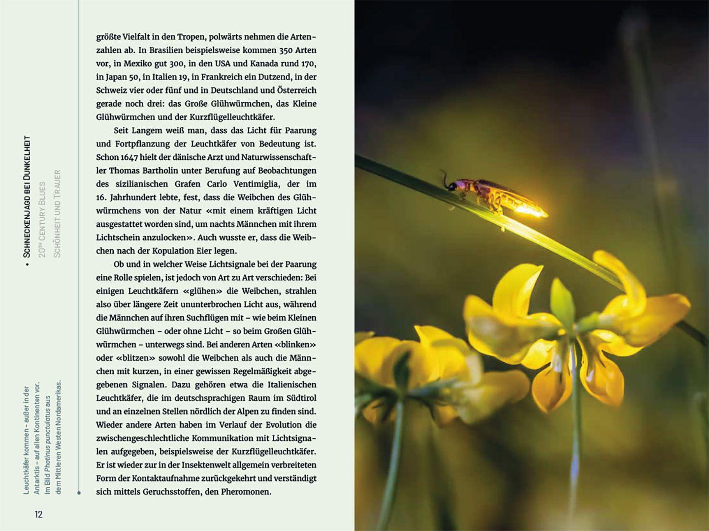 Beispielinhalt (Bild) Glühwürmchen