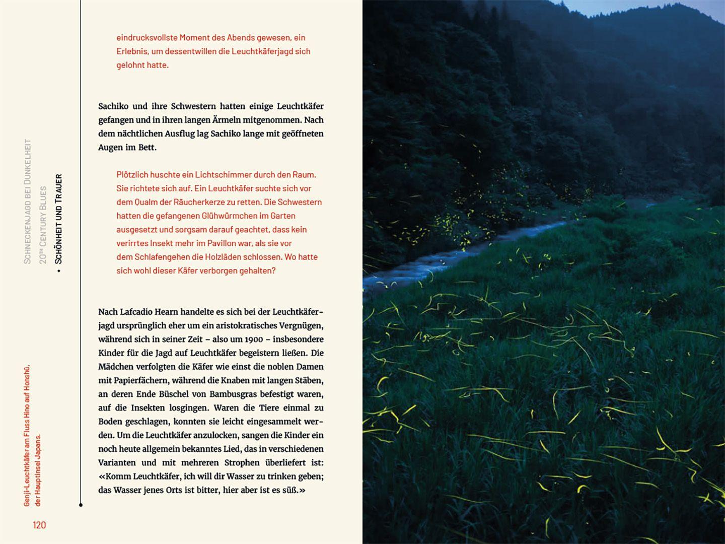 Beispielinhalt (Bild) Glühwürmchen