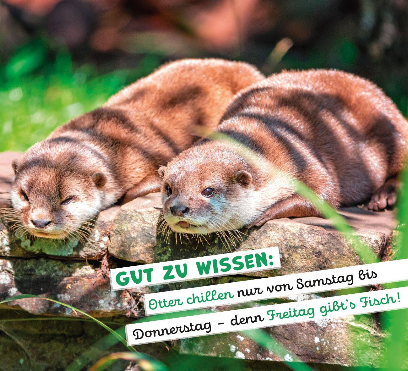 Beispielinhalt (Bild) Tierisch happy jeden Tag