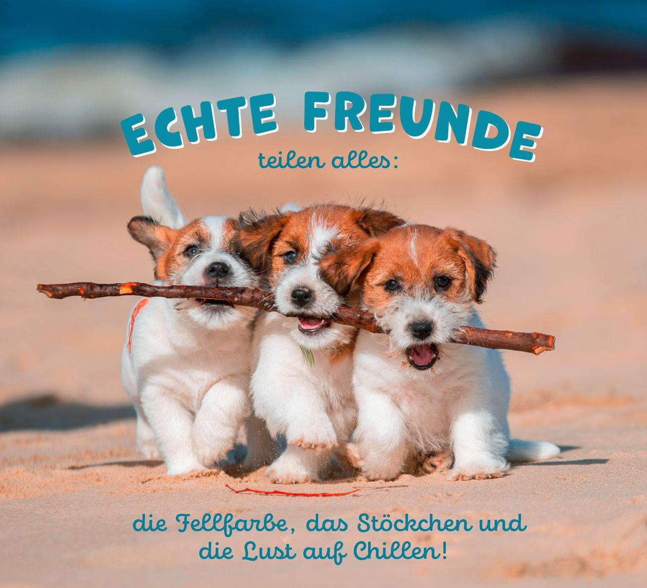 Beispielinhalt (Bild) Tierisch happy jeden Tag