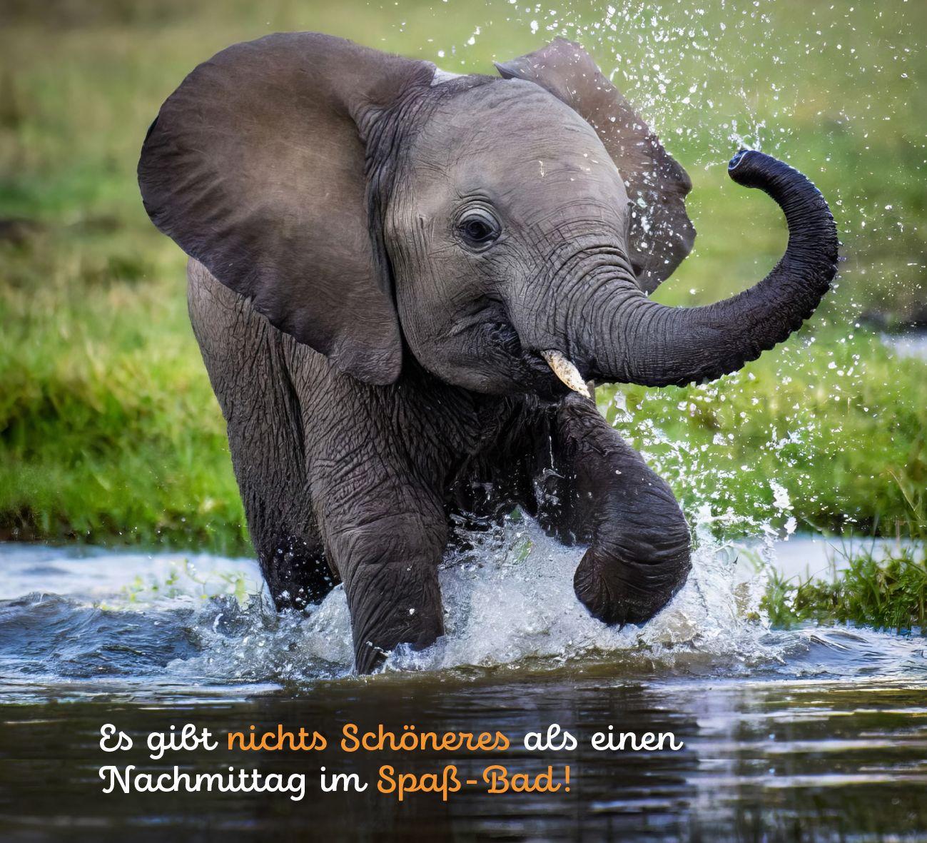 Beispielinhalt (Bild) Tierisch happy jeden Tag