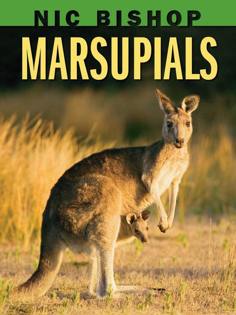 Vorderes Coverbild Nic Bishop: Marsupials