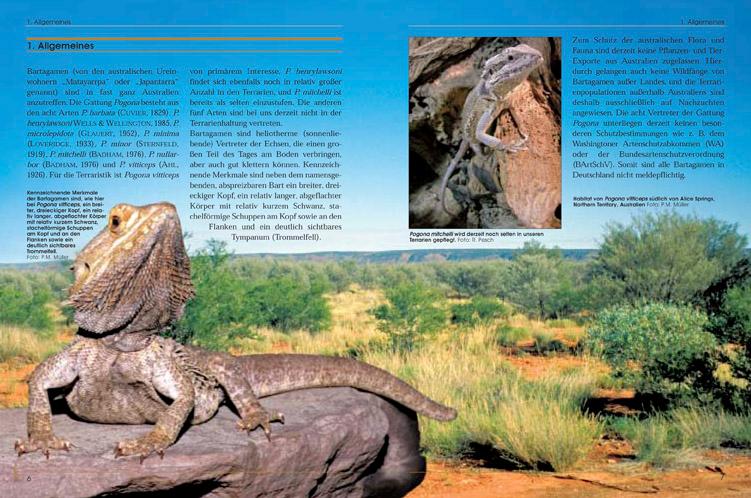 Beispielinhalt (Bild) Bartagamen