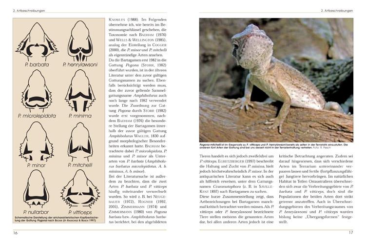 Beispielinhalt (Bild) Bartagamen