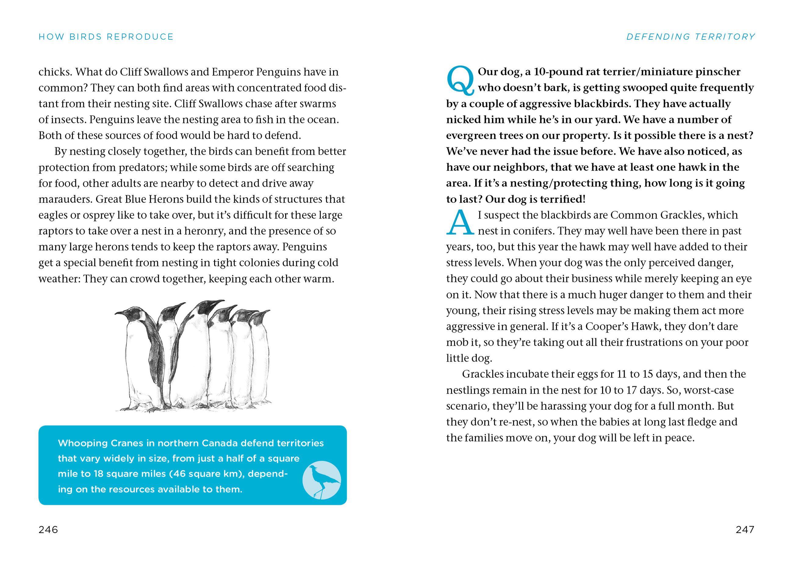 Beispielinhalt (Bild) The Bird Watching Answer Book