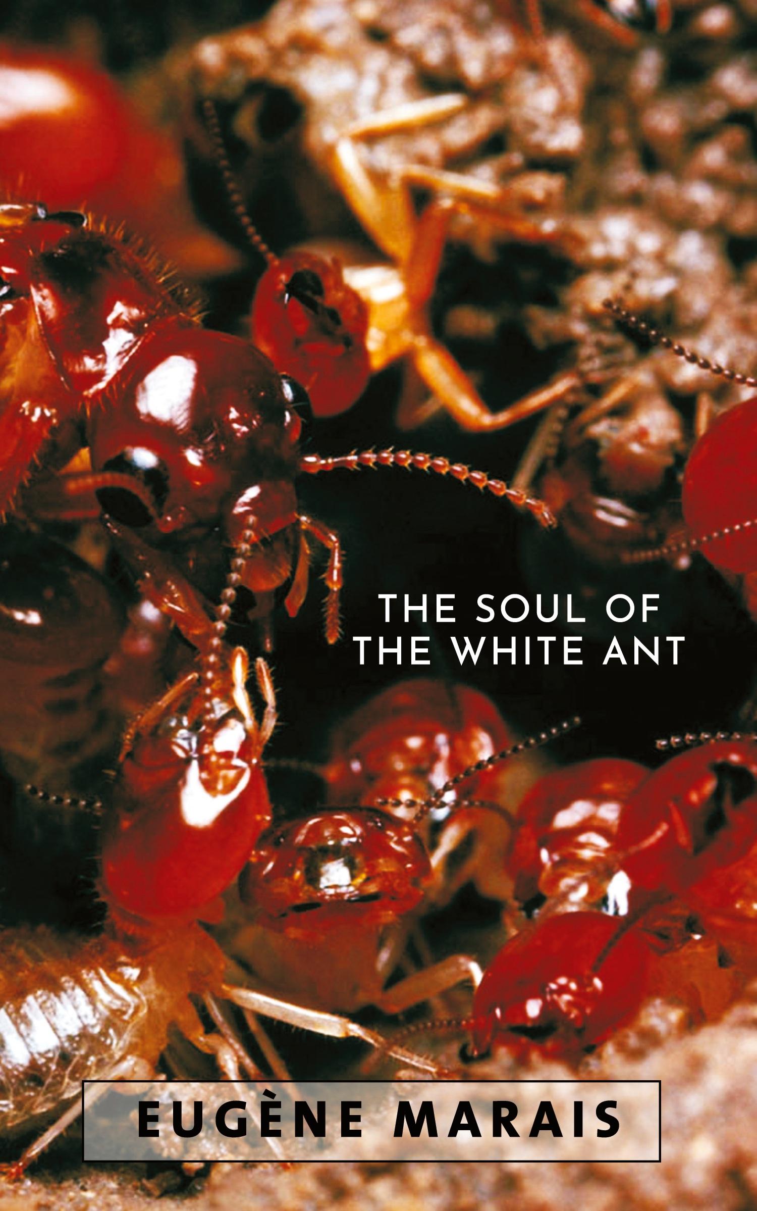 Vorderes Coverbild The Soul of the White Ant