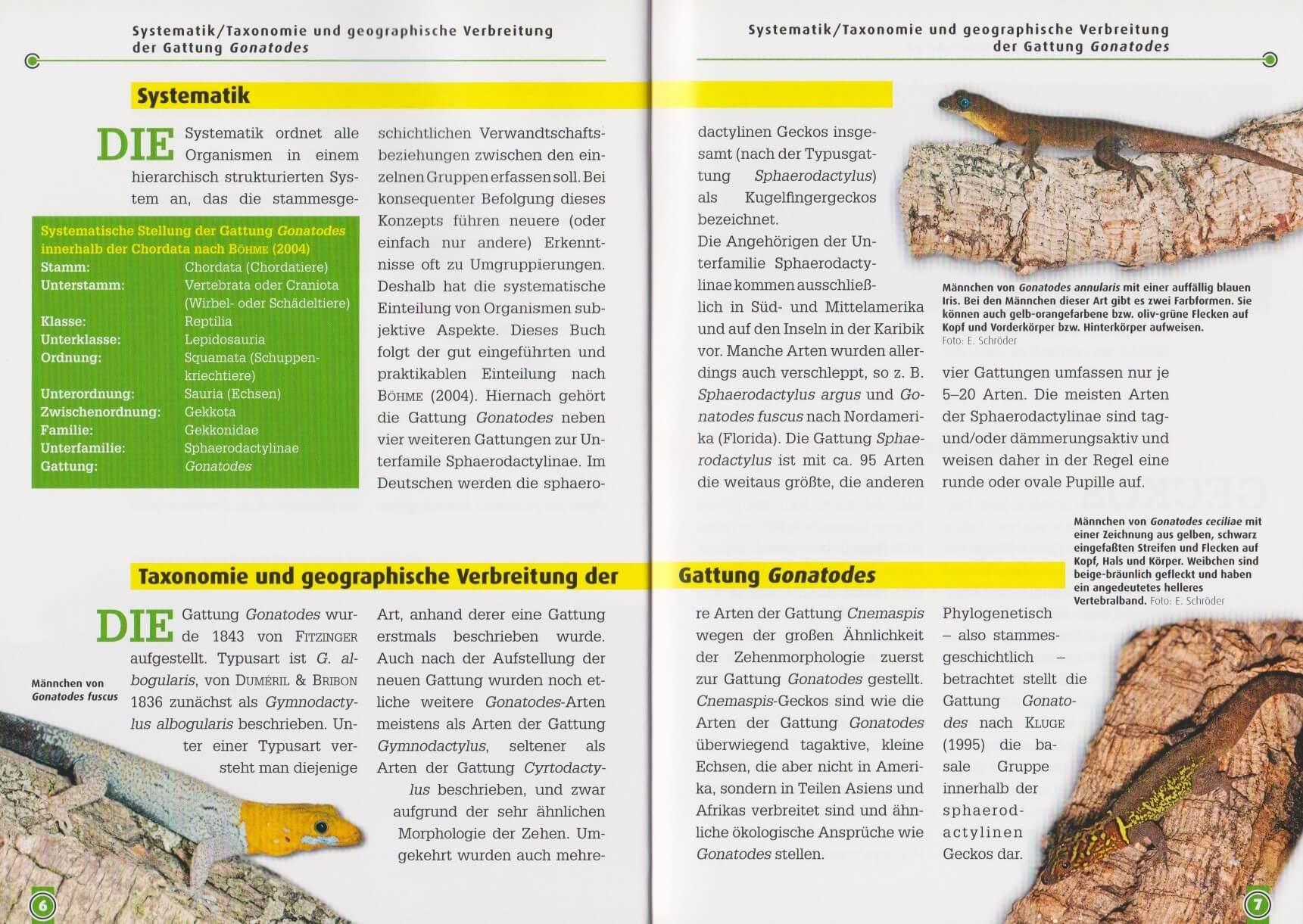 Beispielinhalt (Bild) Neotropische Taggeckos