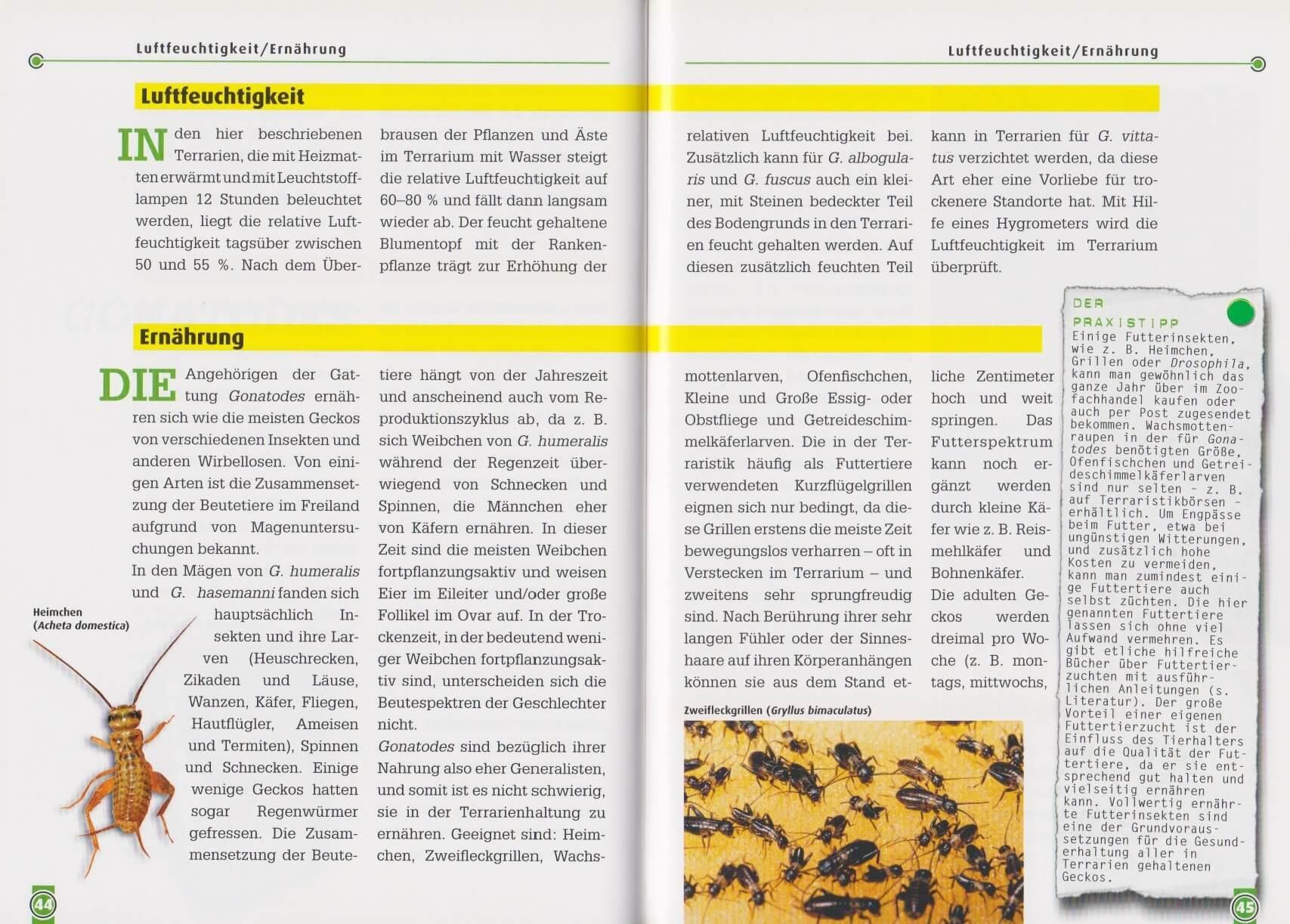 Beispielinhalt (Bild) Neotropische Taggeckos