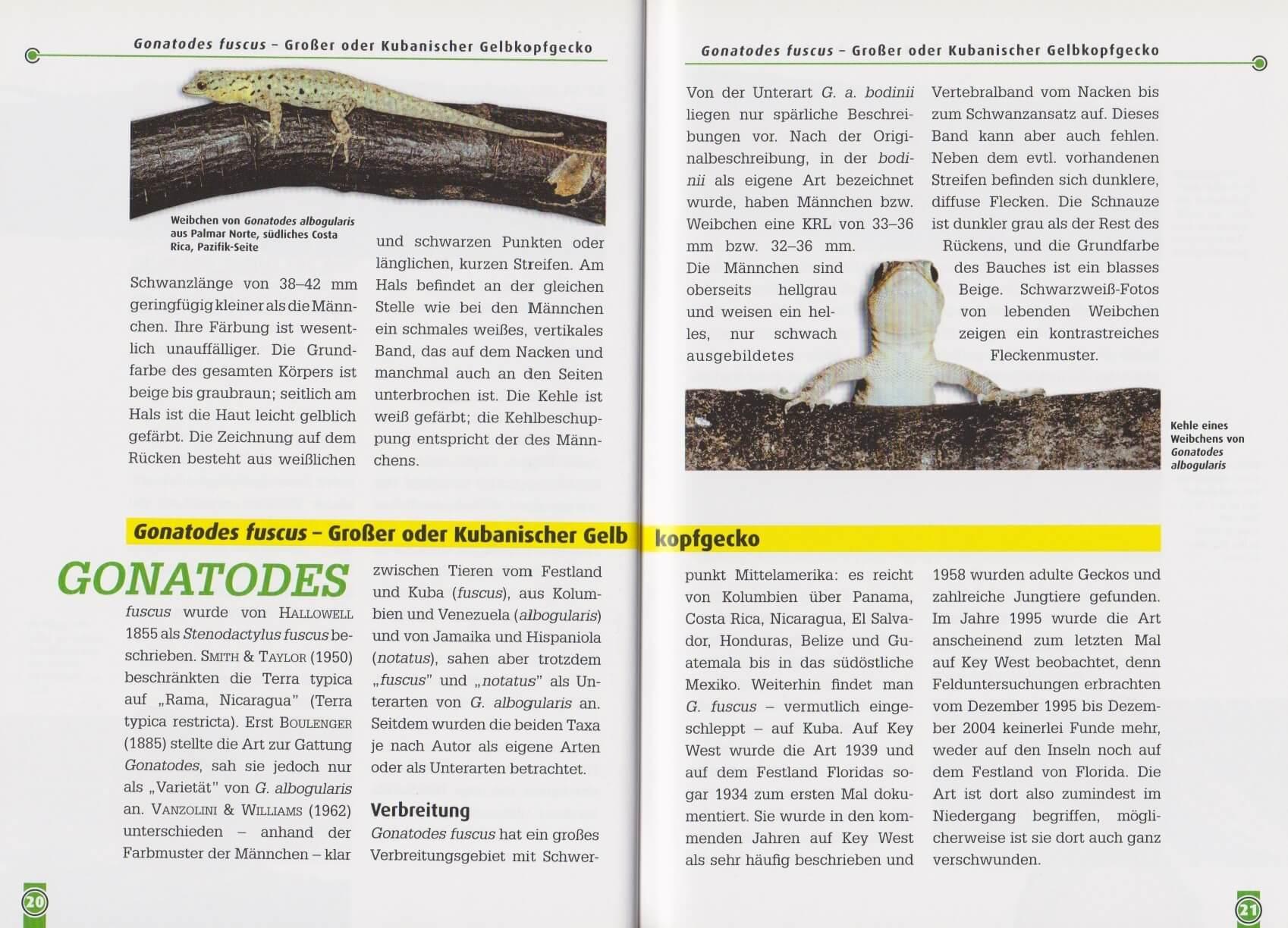 Beispielinhalt (Bild) Neotropische Taggeckos