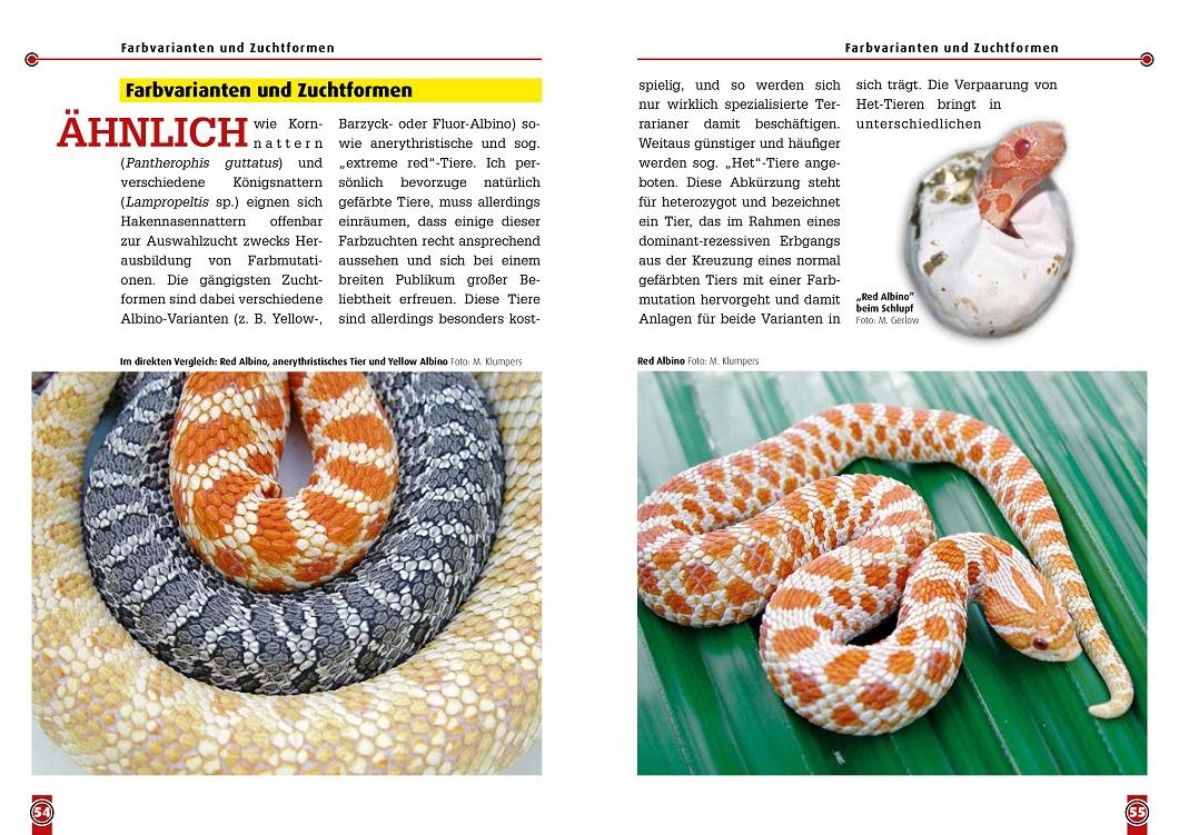 Beispielinhalt (Bild) Die westliche Hakennasennatter