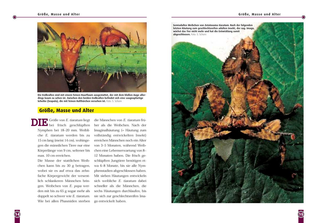 Beispielinhalt (Bild) Die Australische Riesengespenstschrecke
