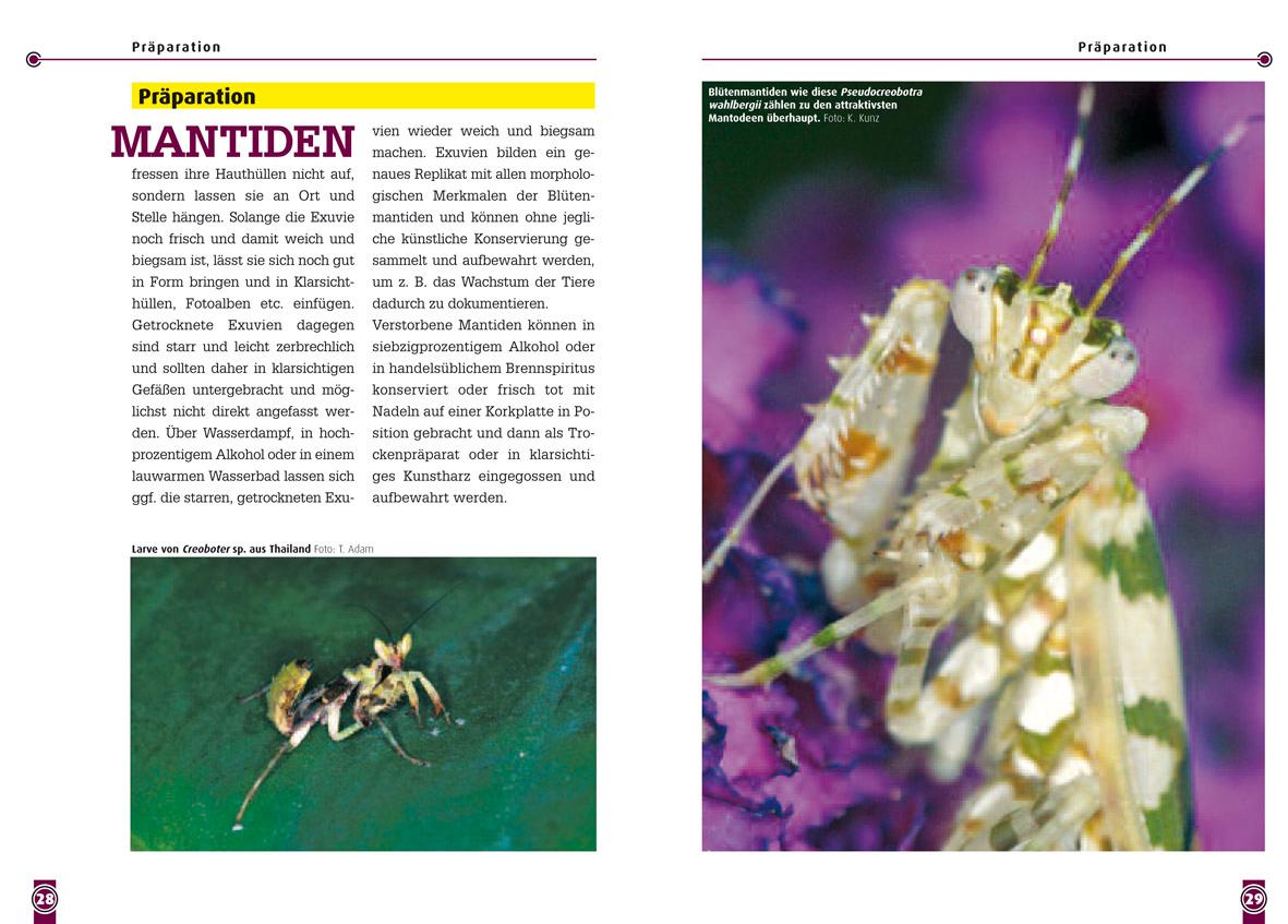 Beispielinhalt (Bild) Blütenmantiden (Gattungen Pseudocreobotra & Creobroter),