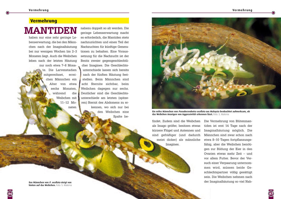 Beispielinhalt (Bild) Blütenmantiden (Gattungen Pseudocreobotra & Creobroter),