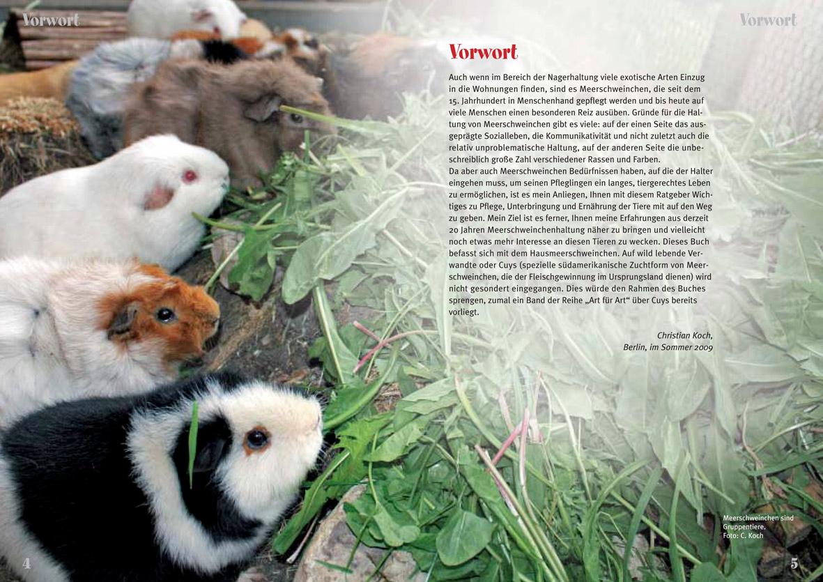 Beispielinhalt (Bild) Meerschweinchen