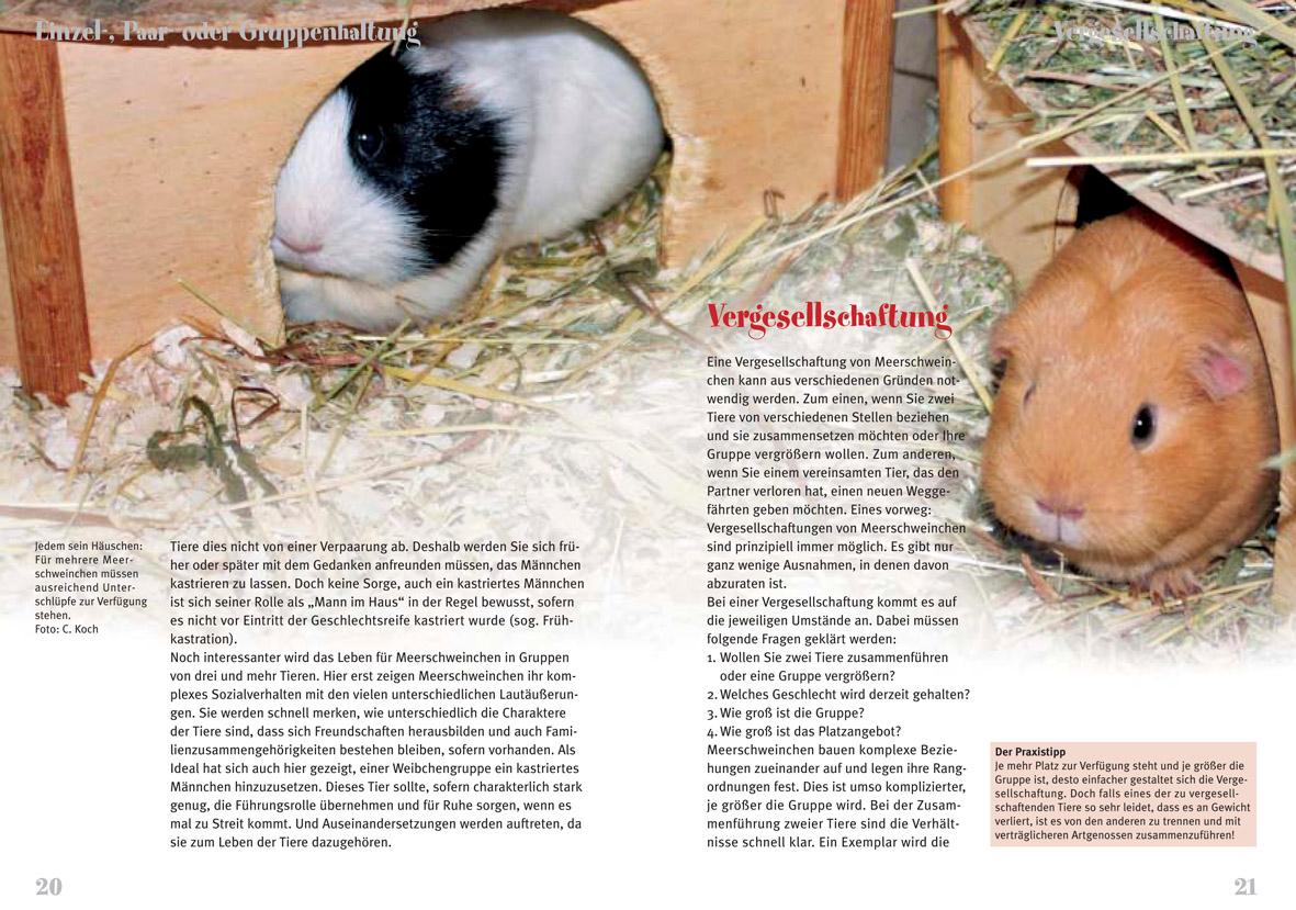 Beispielinhalt (Bild) Meerschweinchen