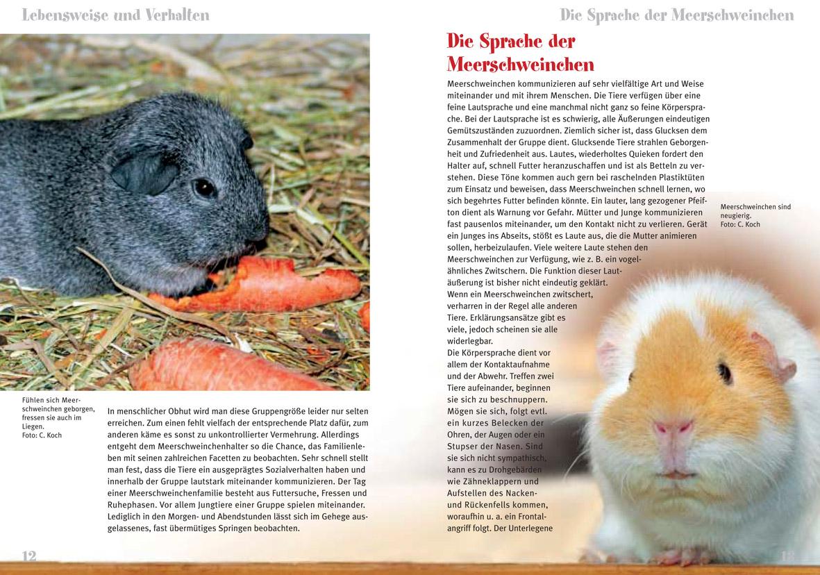Beispielinhalt (Bild) Meerschweinchen