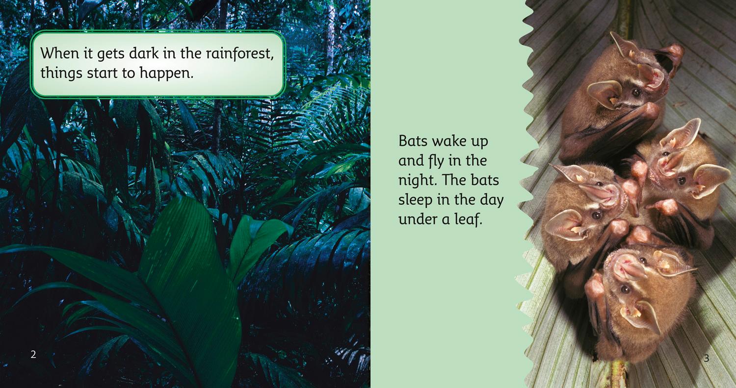 Beispielinhalt (Bild) The Rainforest at Night